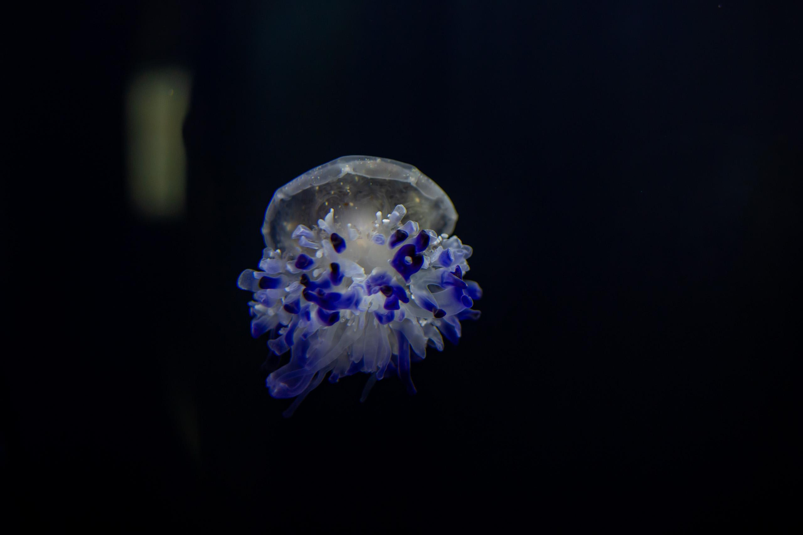 Москвариум. Photographer Sonkina Tatiana (Tanya Ash)