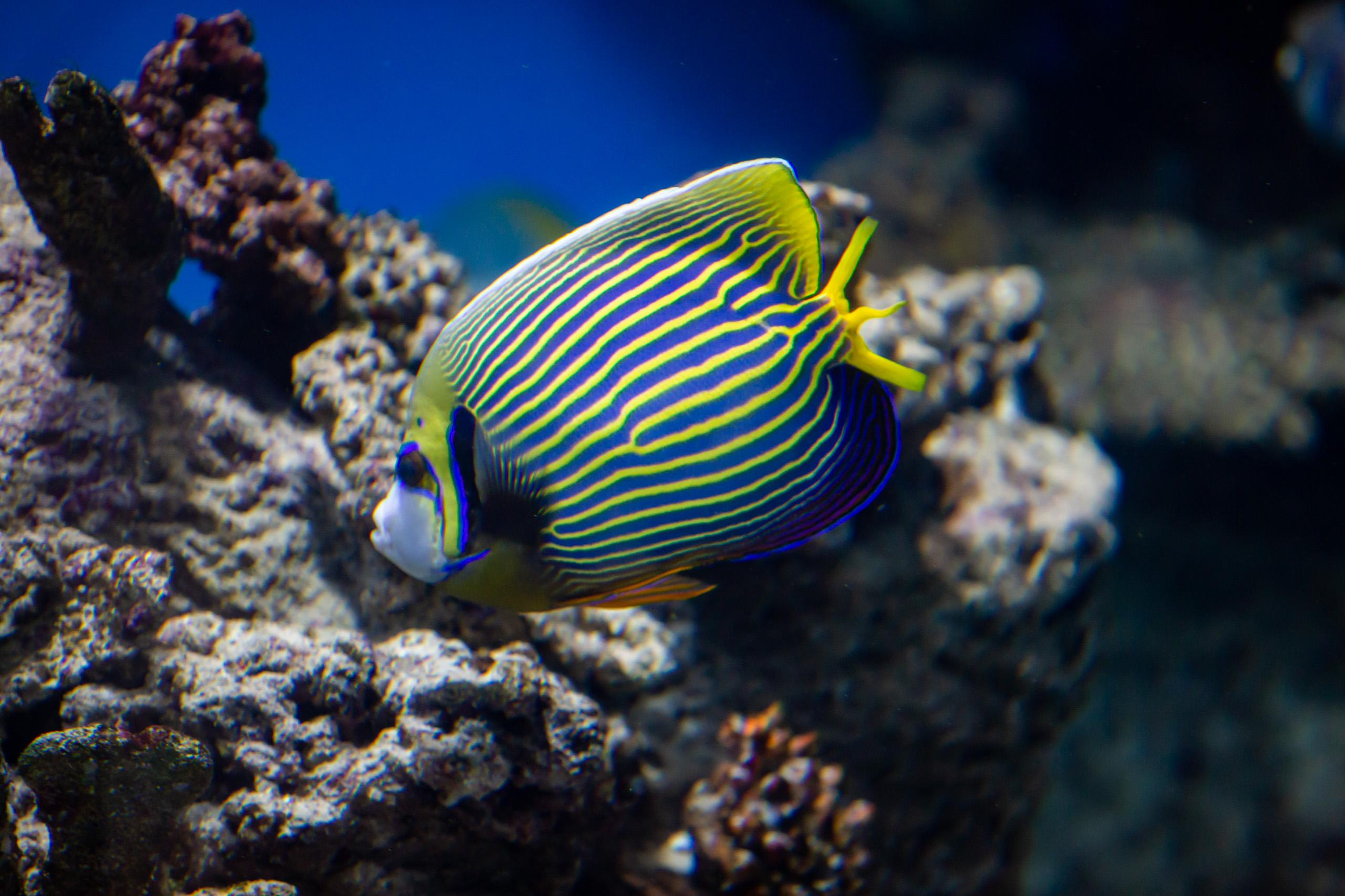 Москвариум. Photographer Sonkina Tatiana (Tanya Ash)