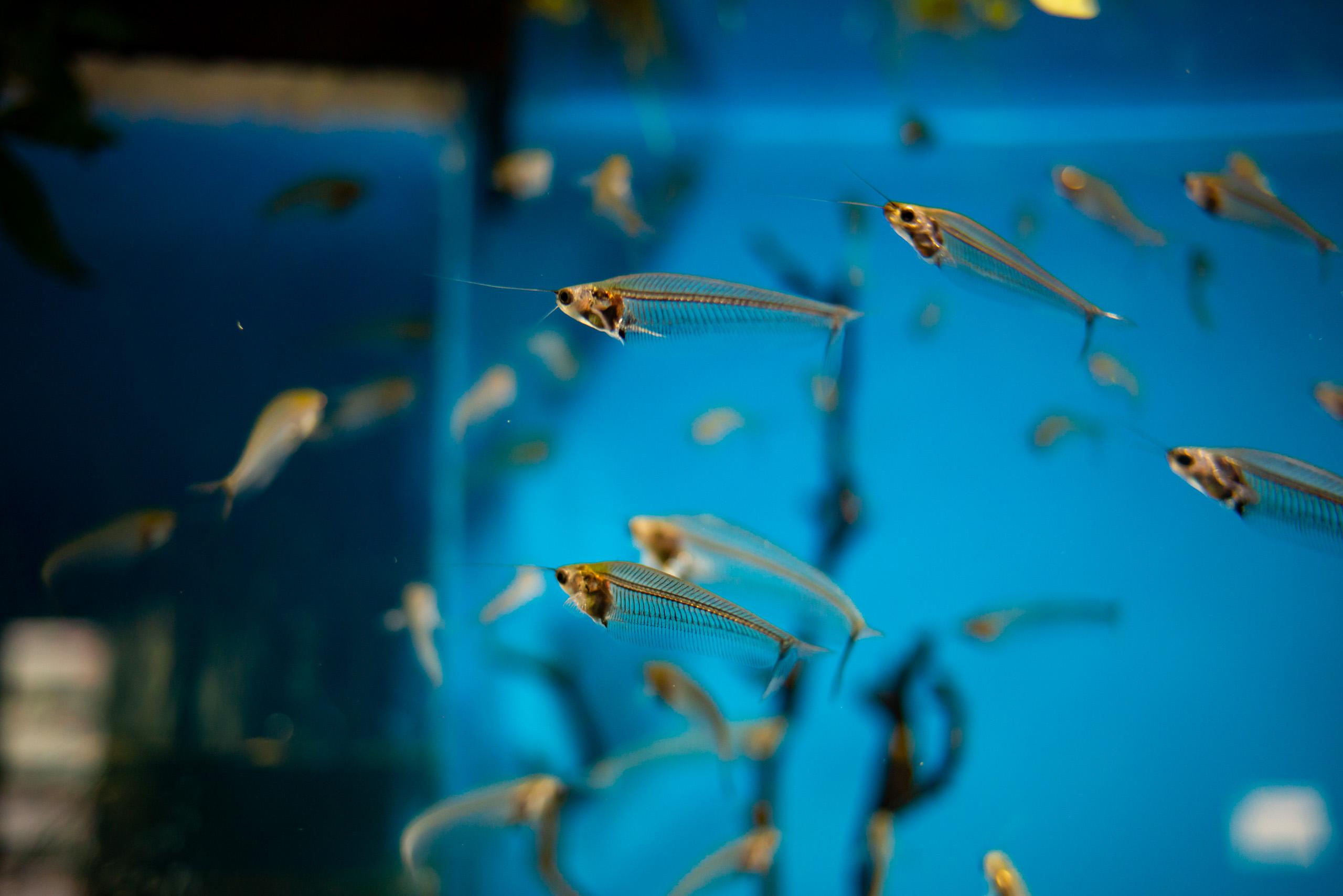 Москвариум. Photographer Sonkina Tatiana (Tanya Ash)