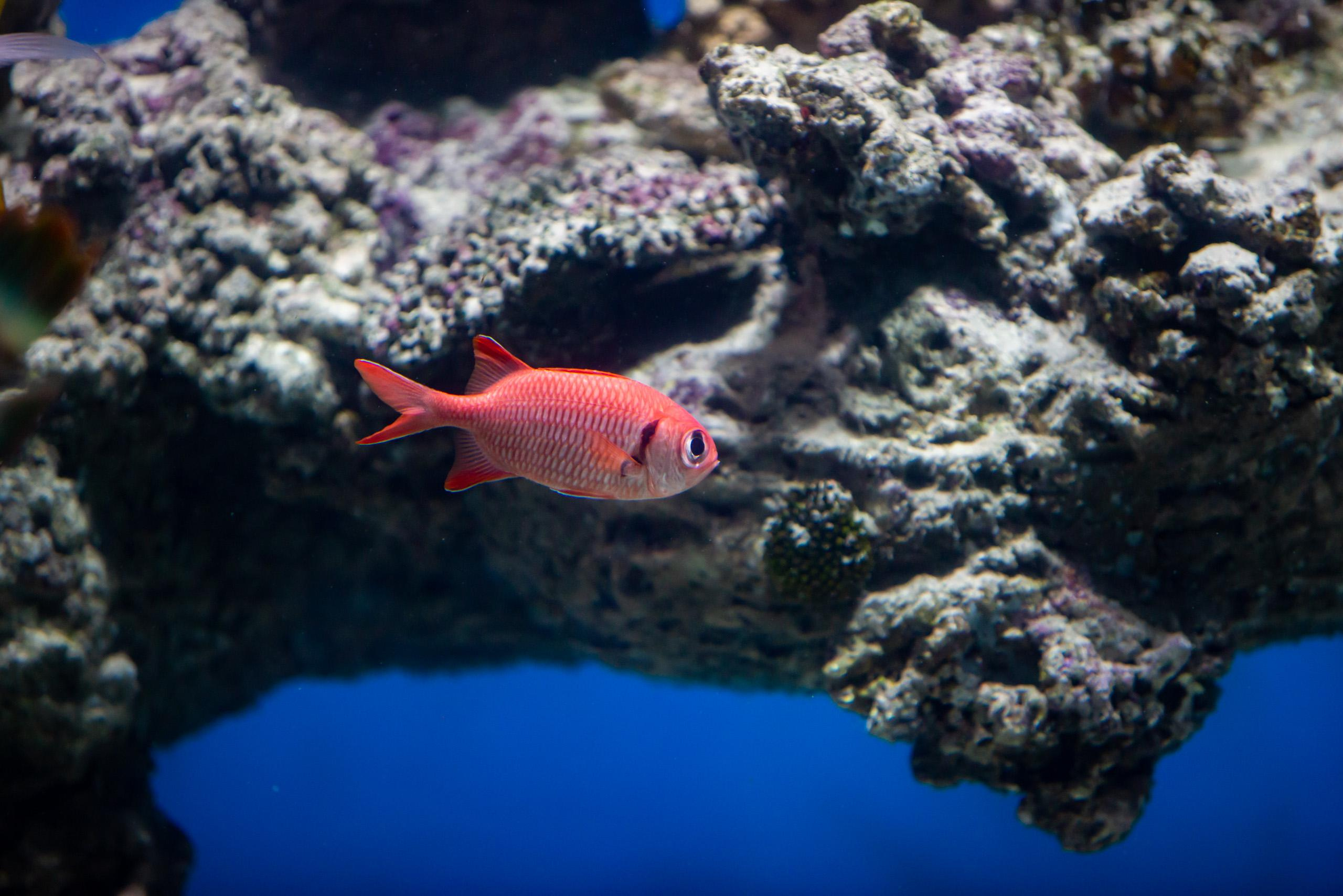 Москвариум. Photographer Sonkina Tatiana (Tanya Ash)