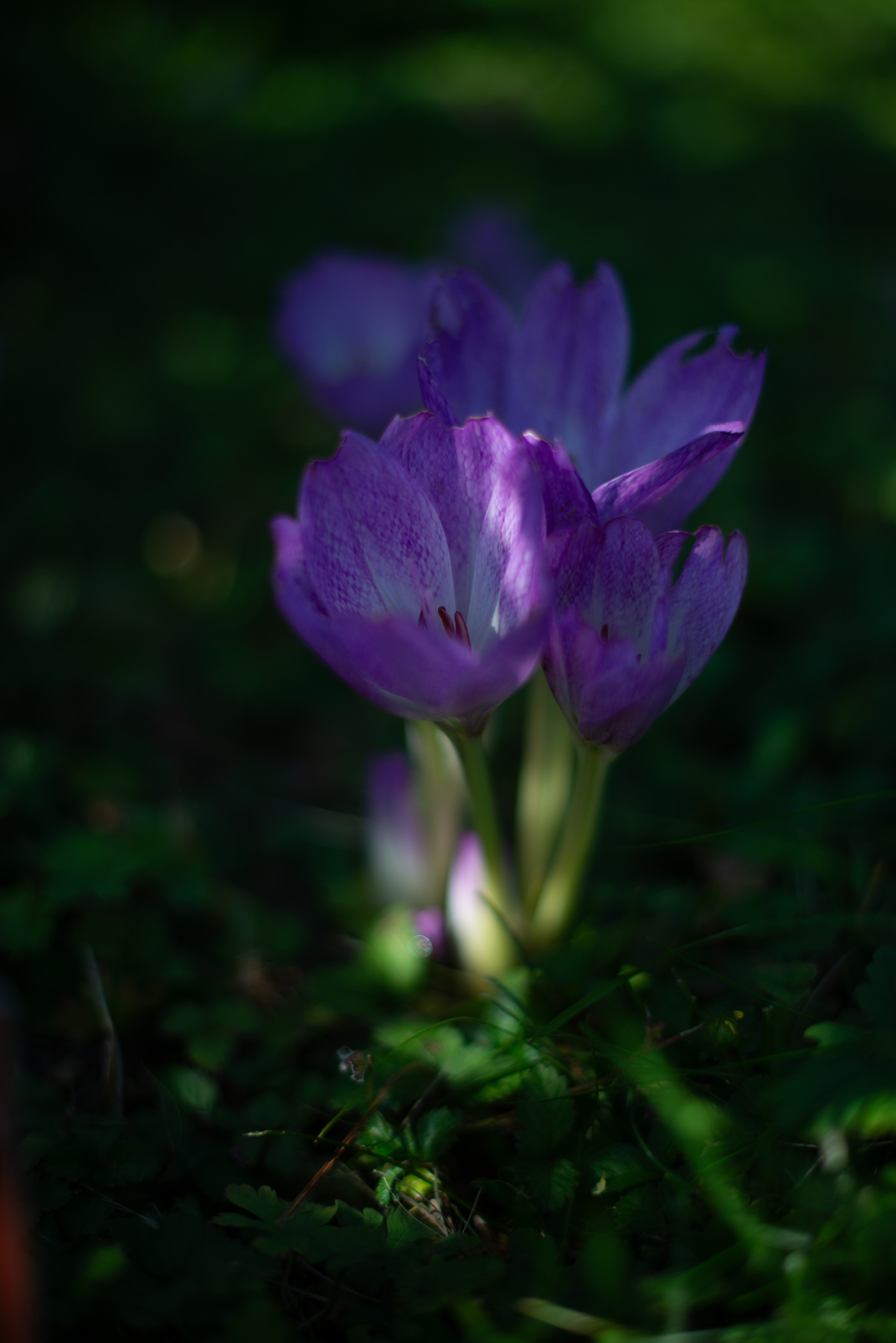 Цветы сада МГУ. Victoria Radjevna Репортажный Фотограф — Видеограф Москва • Санкт-Петербург