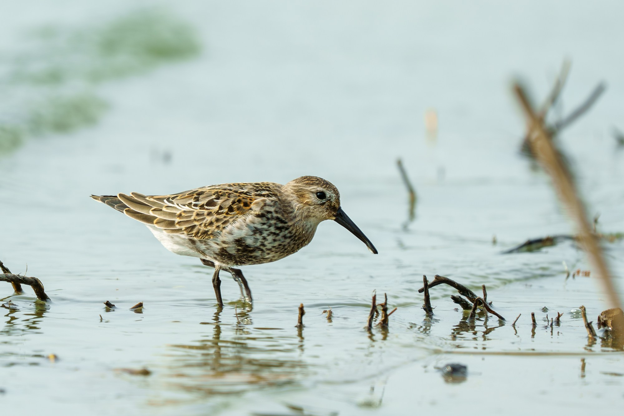 Удивительные мир птиц. Вокруг нас столько прекрасного — присмотритесь!. Ваш личный фотограф Марина Волкова