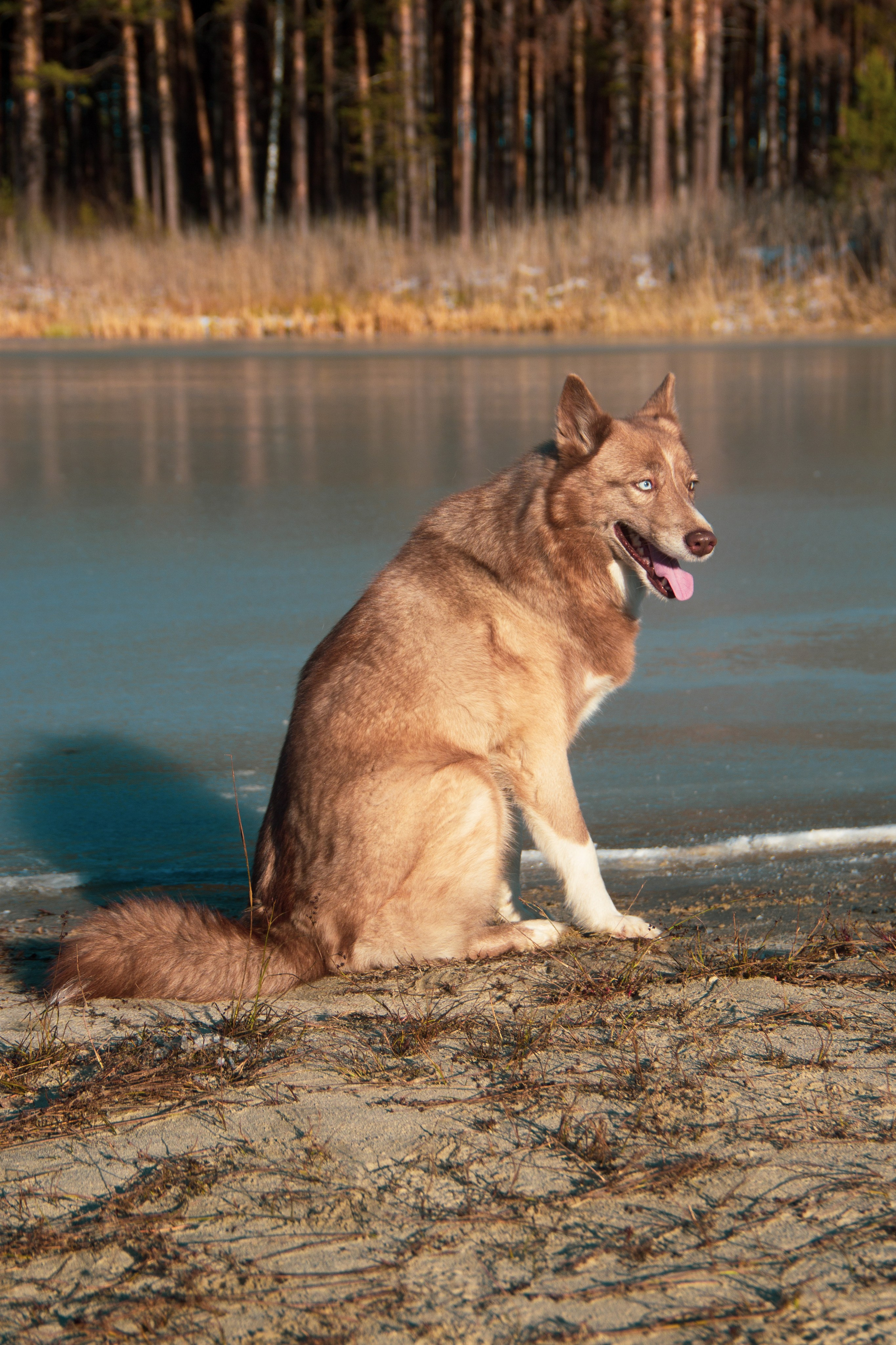 Природа/Животные