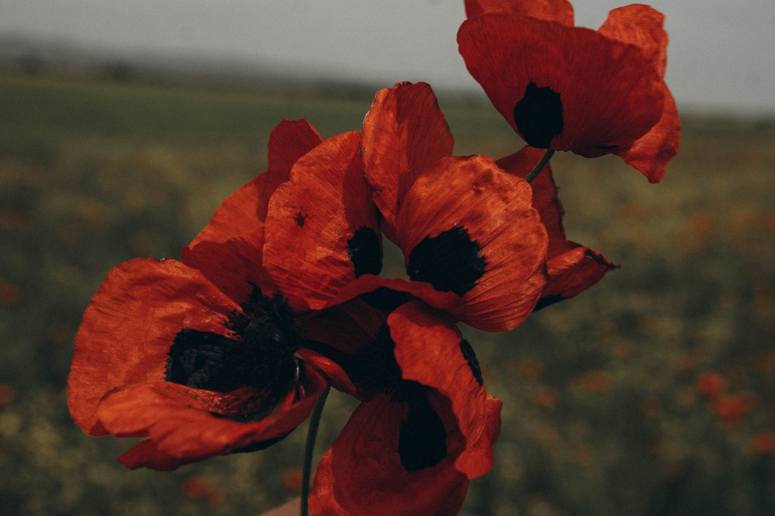 Путешествие в Дагестане. Профессиональный фотограф, Санкт-Петербург — Виктория Богомолова