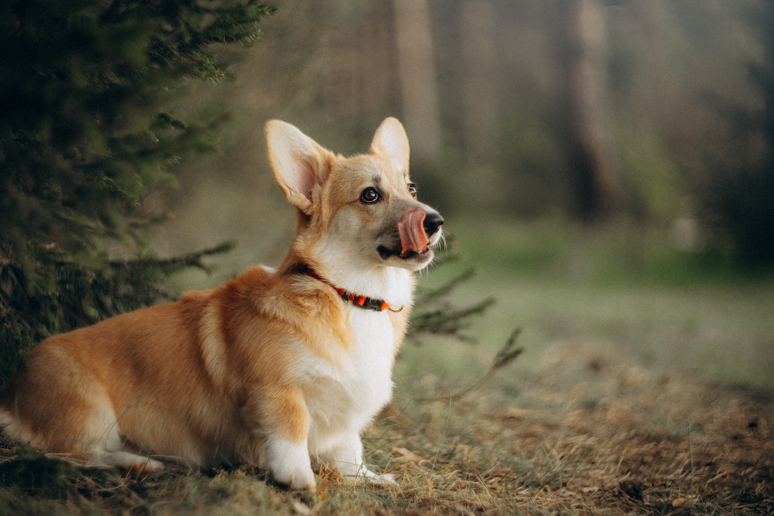 Катя и Берта. Фотограф анималист в Москве и Санкт-Петербурге Свиридова Анна