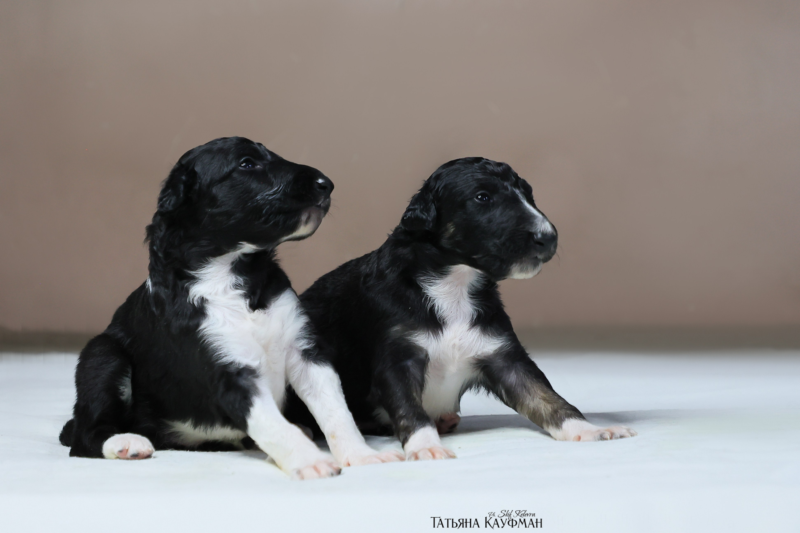 Щенки рпб (3 недели). Фотограф Анималист из Новосибирска Татьяна Кауфман