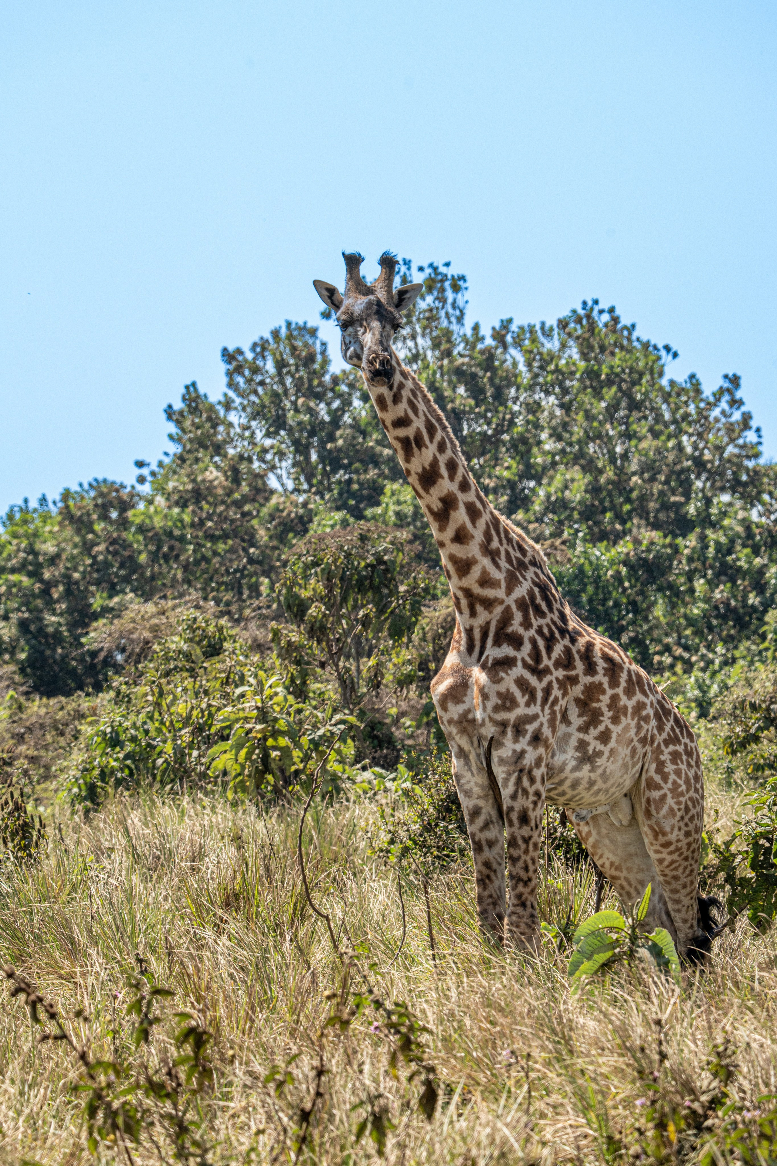 Танзания, сафари, 2025. Творческие сьемки