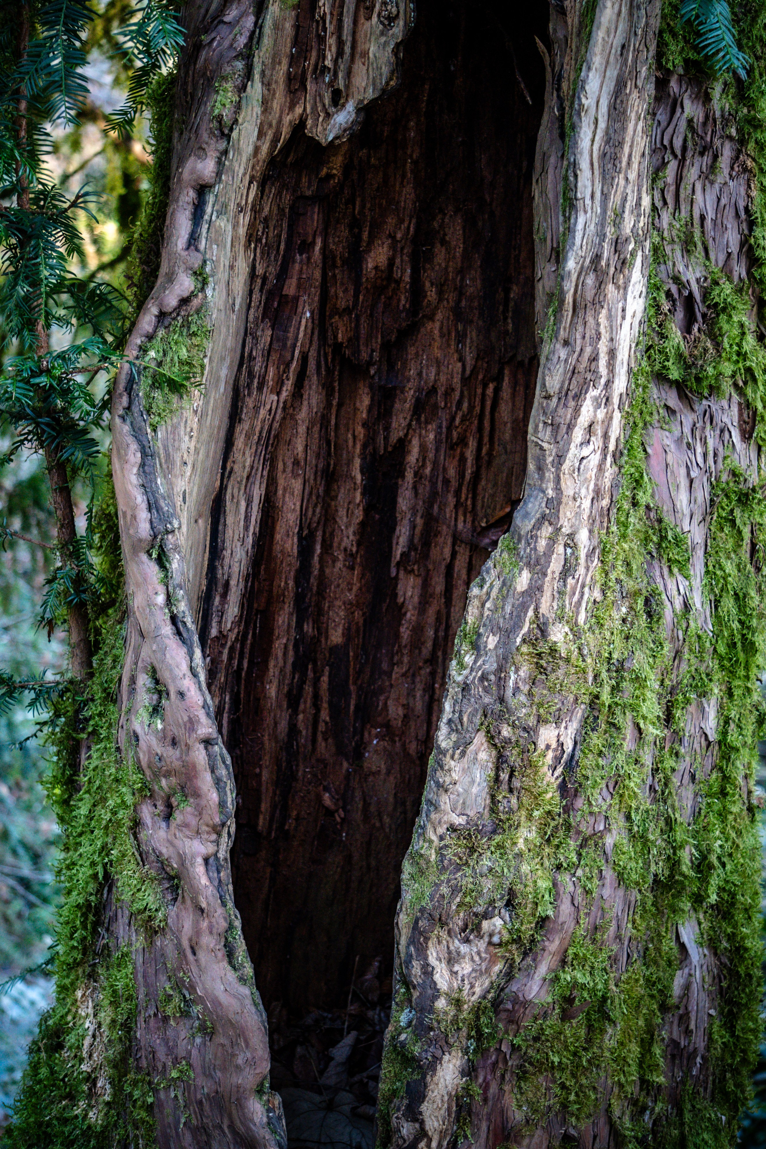 Тисо-самшитовая роща. Yaratezza production