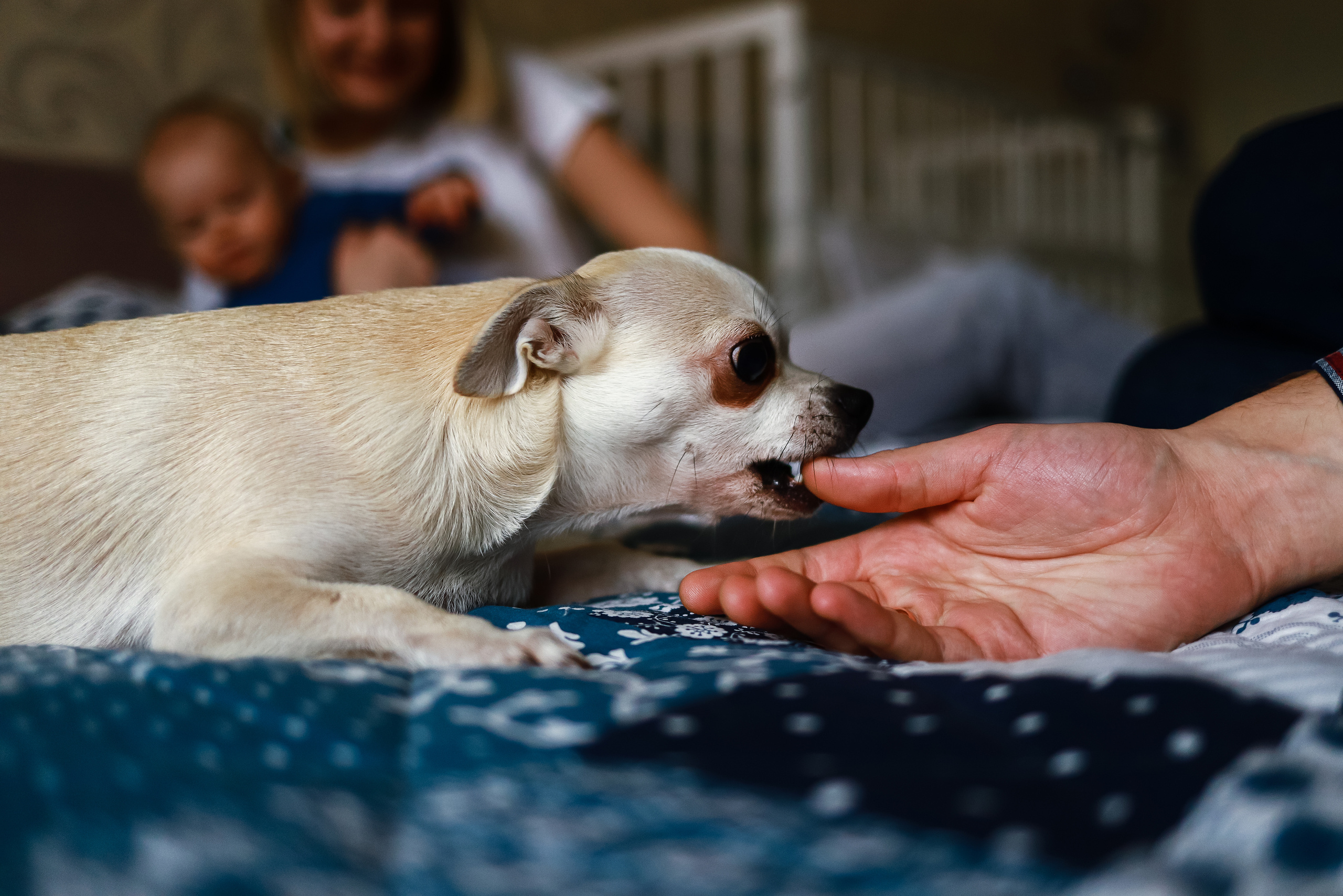 Антон Анна Матвей. Детский и семейный фотограф в Москве Алёна Шестунова