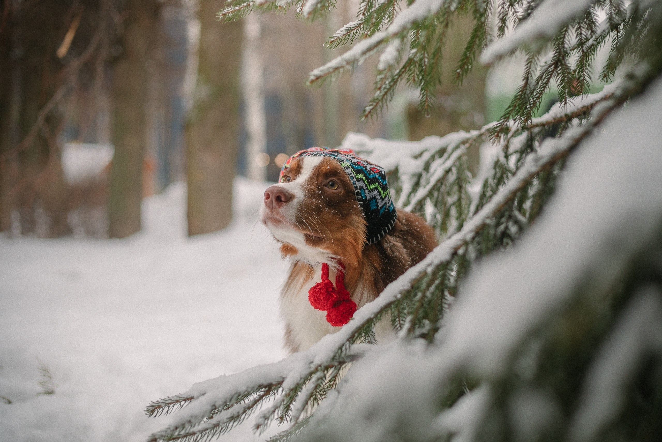 Аусси Кальби. Фотограф анималист Кузнецова Анна Нижний Новгород