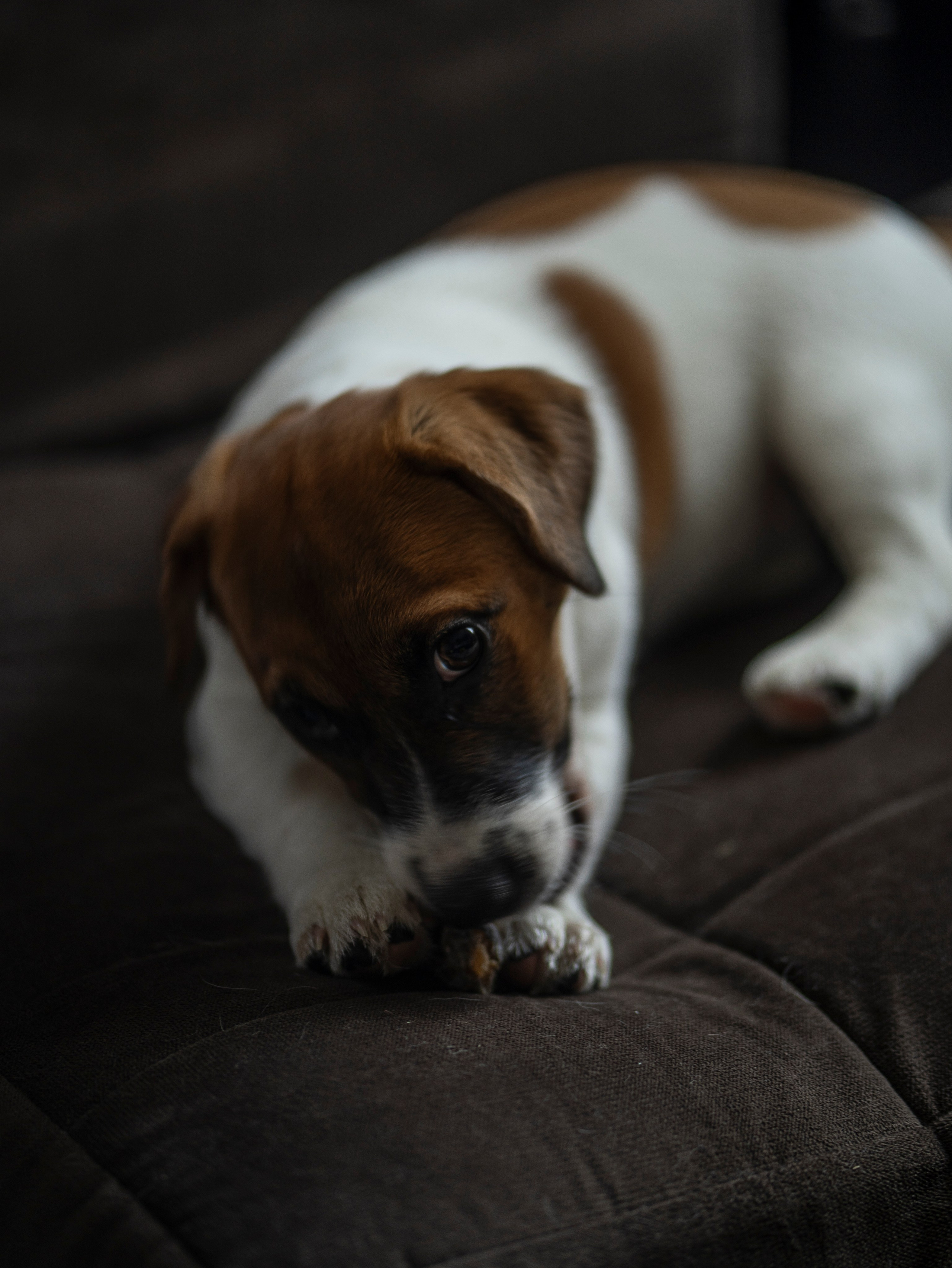 Ляля и Бандит Питомцы. Свадебный и Женский фотограф в г. Кемерово