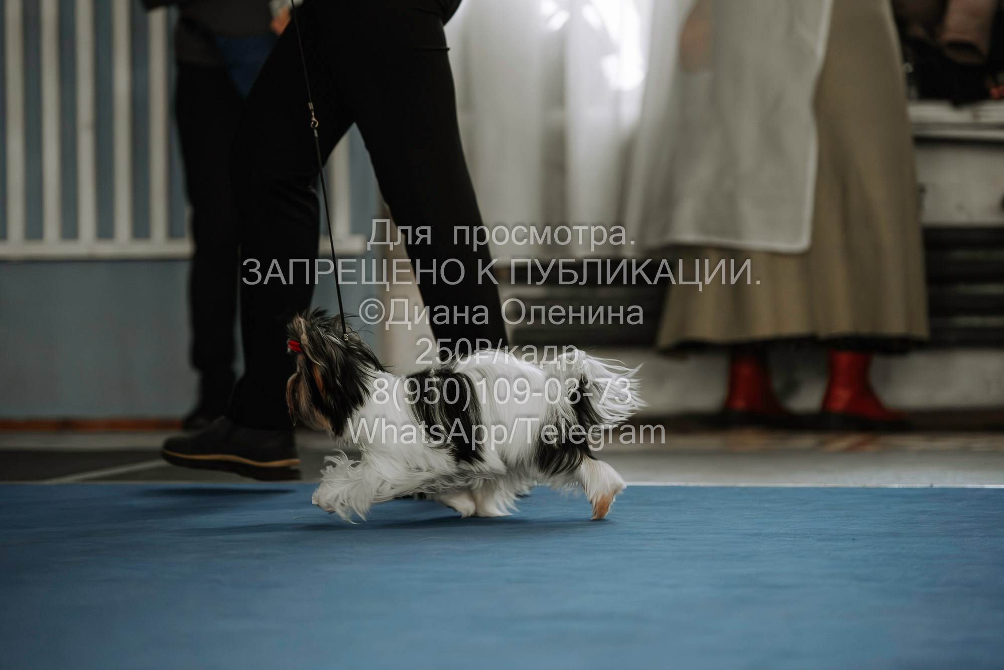 Выставка собак Красноярск 29.10.2023. Фотограф Диана Оленина Красноярск / Братск