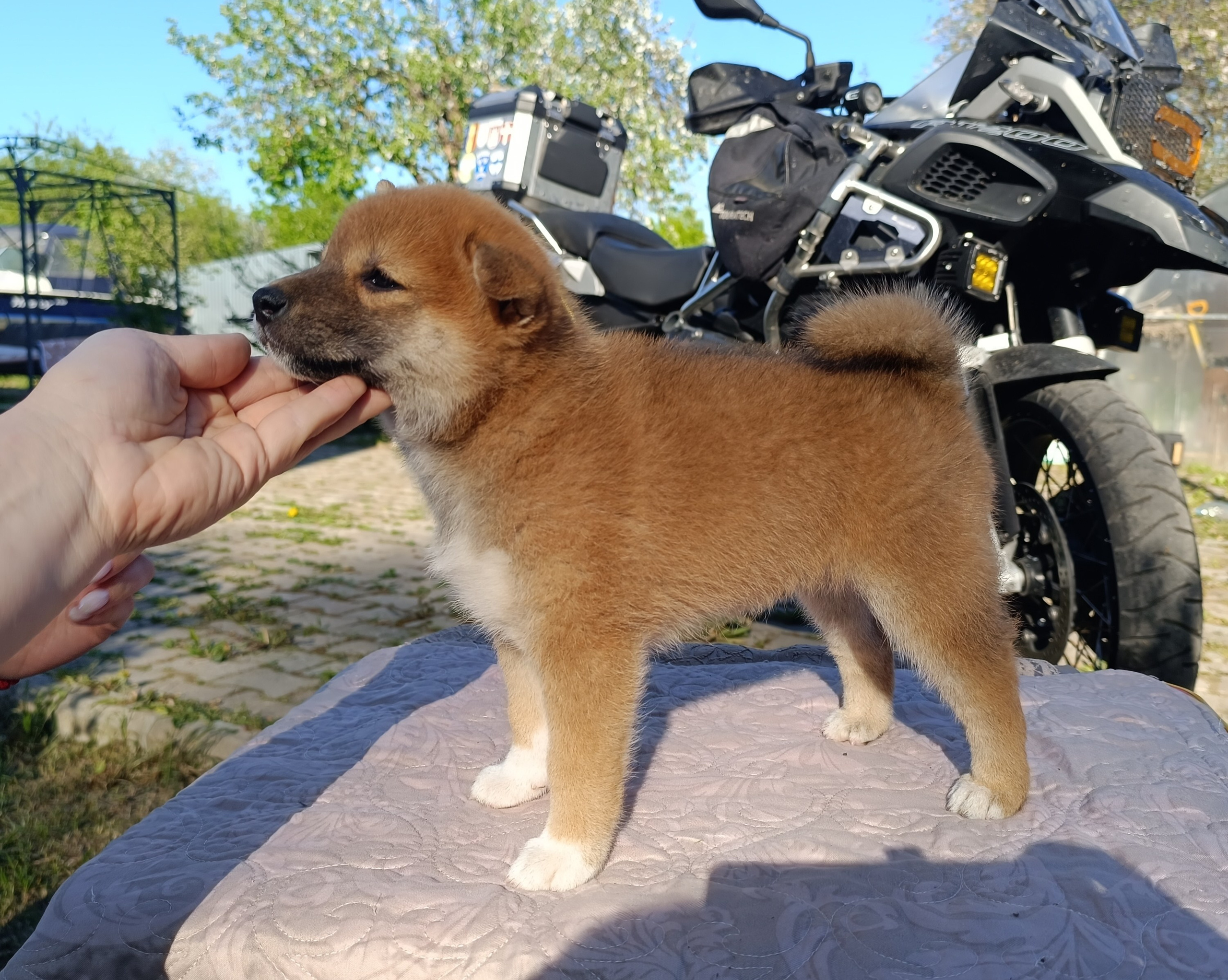 Сиба Rubylight Fumiko питомник Рубилайт