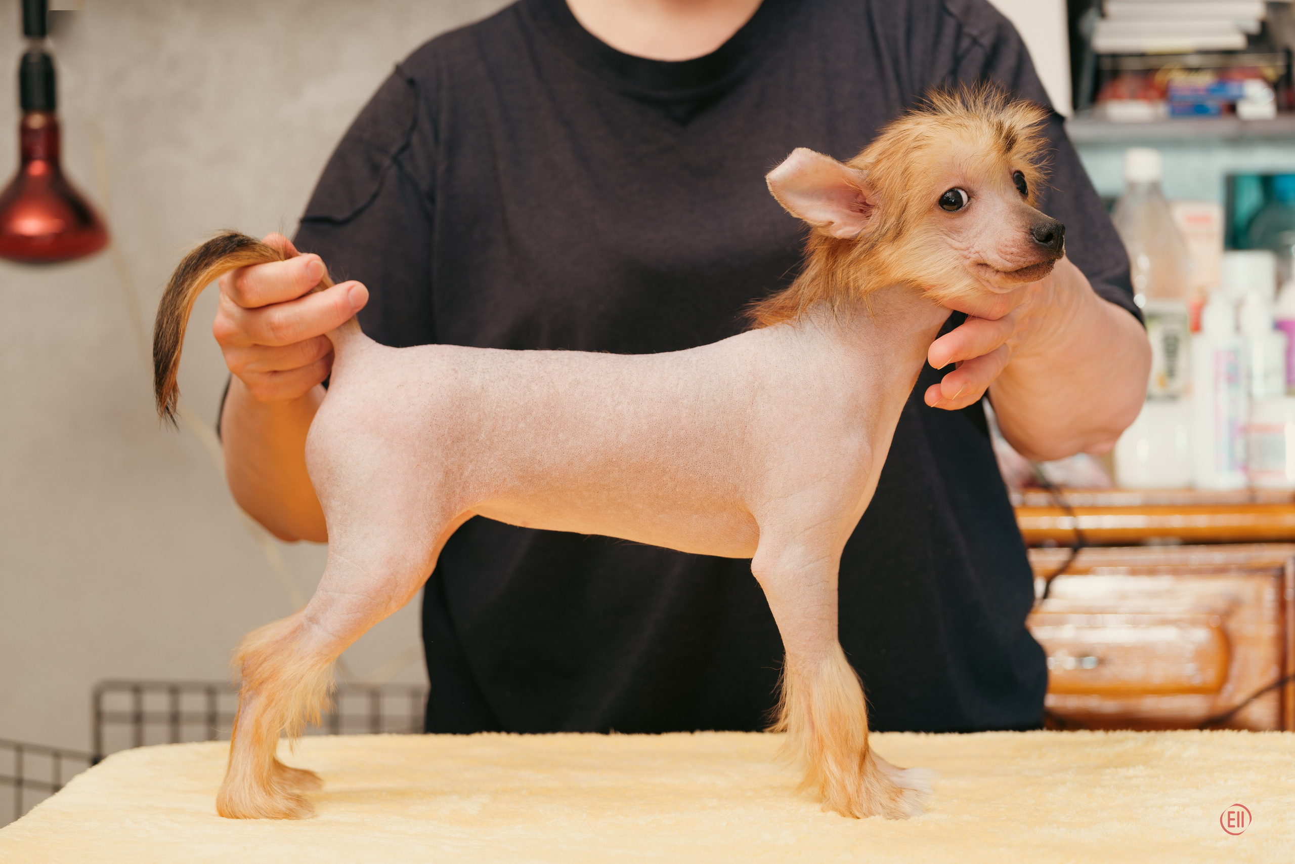 Poale Ell Vera hairless femaly dog. Chinese Crested Dog Kennel Poale Ell