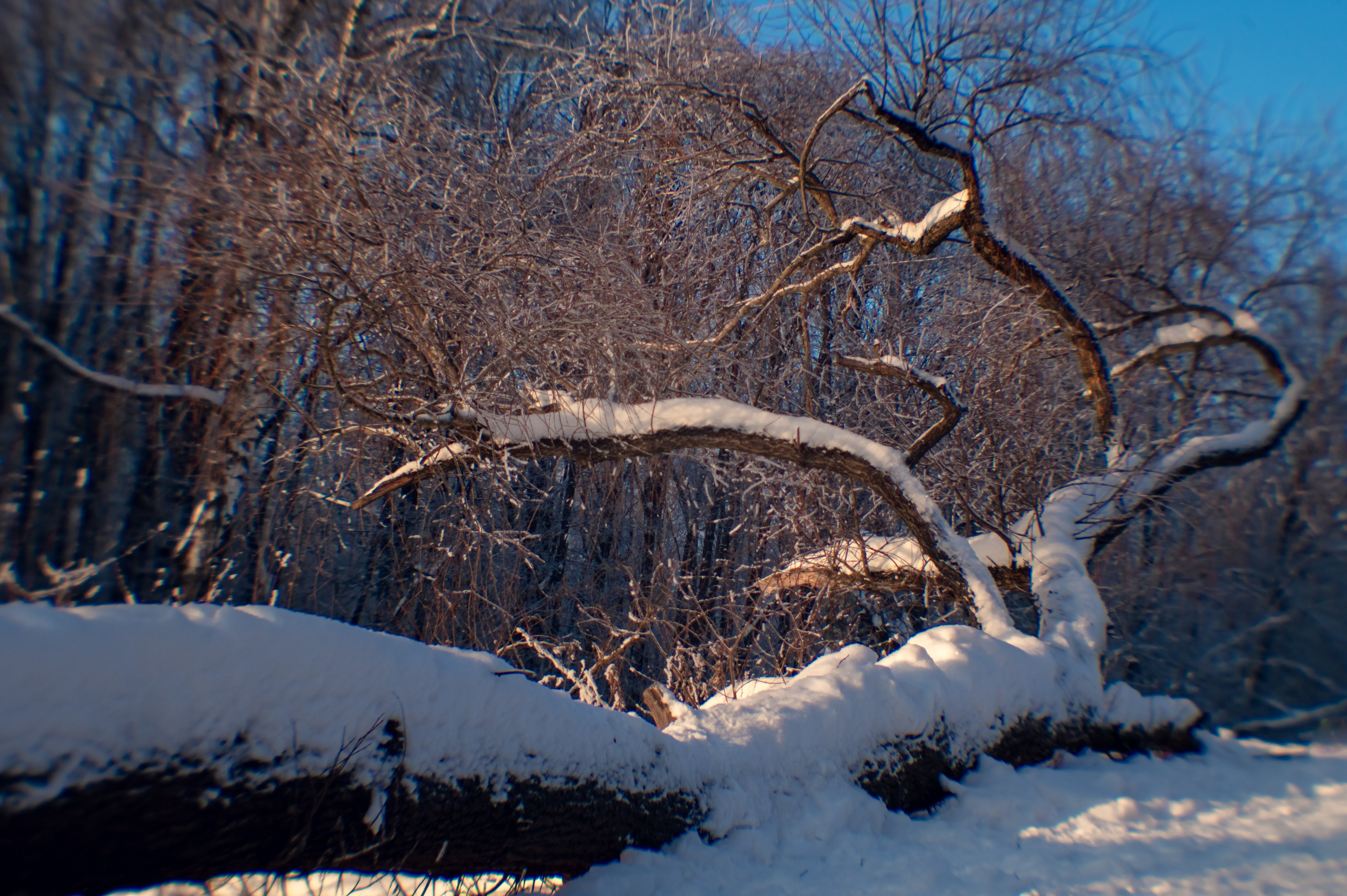 Зимушка зима. Фотограф Крещение Венчание Москва