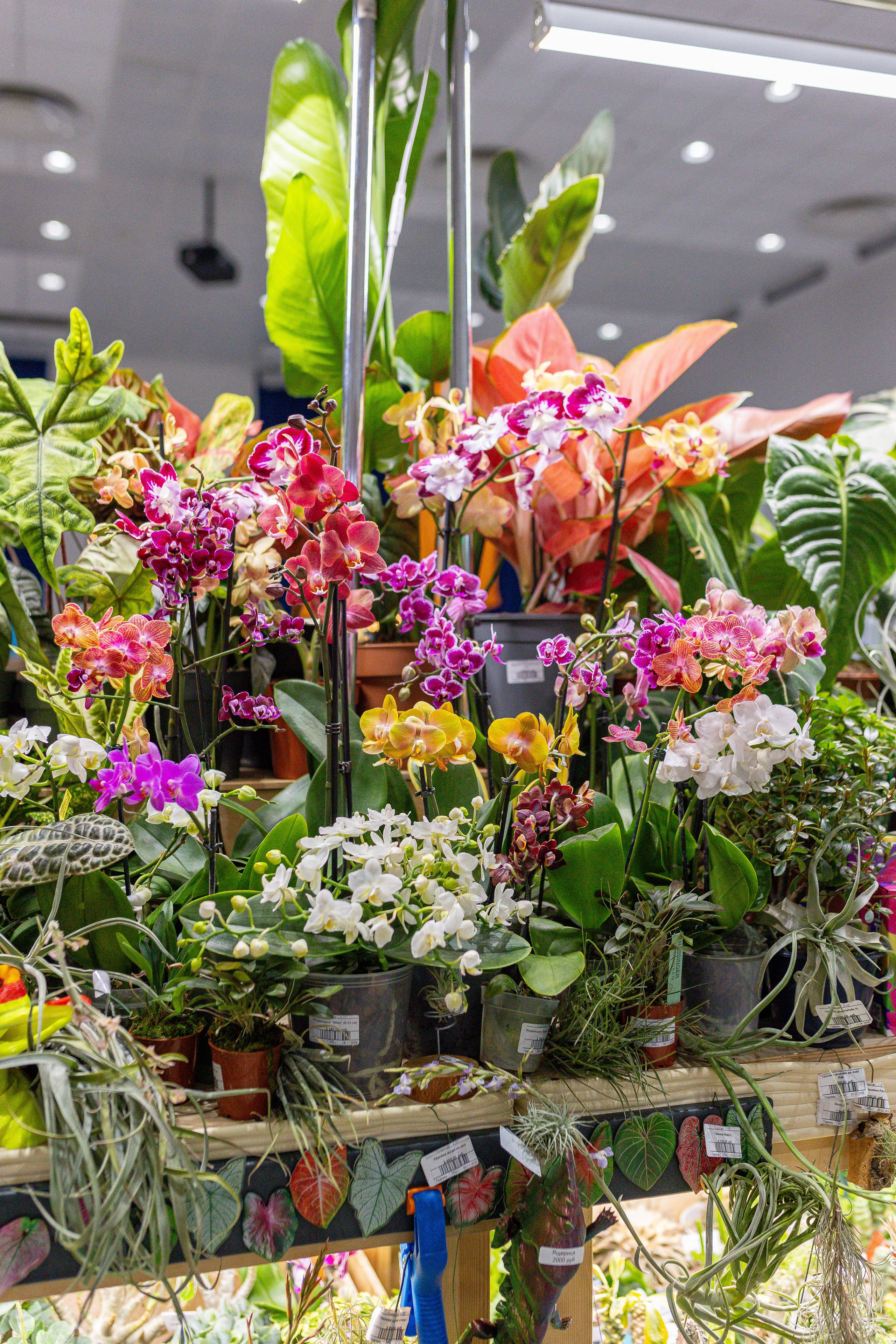 Орхидиум 12.2025. Александра Куликова фотограф, Москва