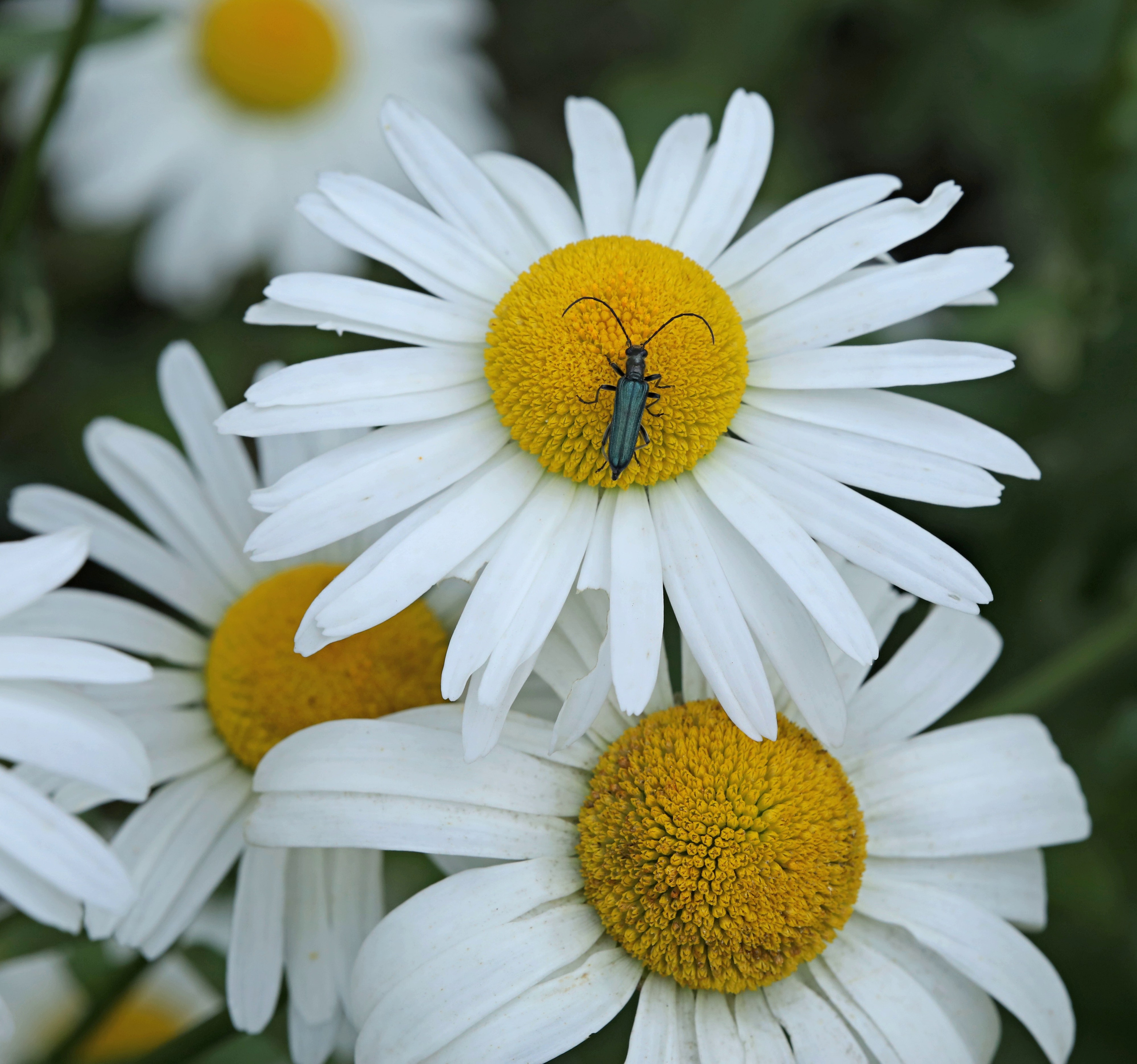 Цветы моего города. Фото-художник и Репортажный фотограф Николаев Александр Алексеевич