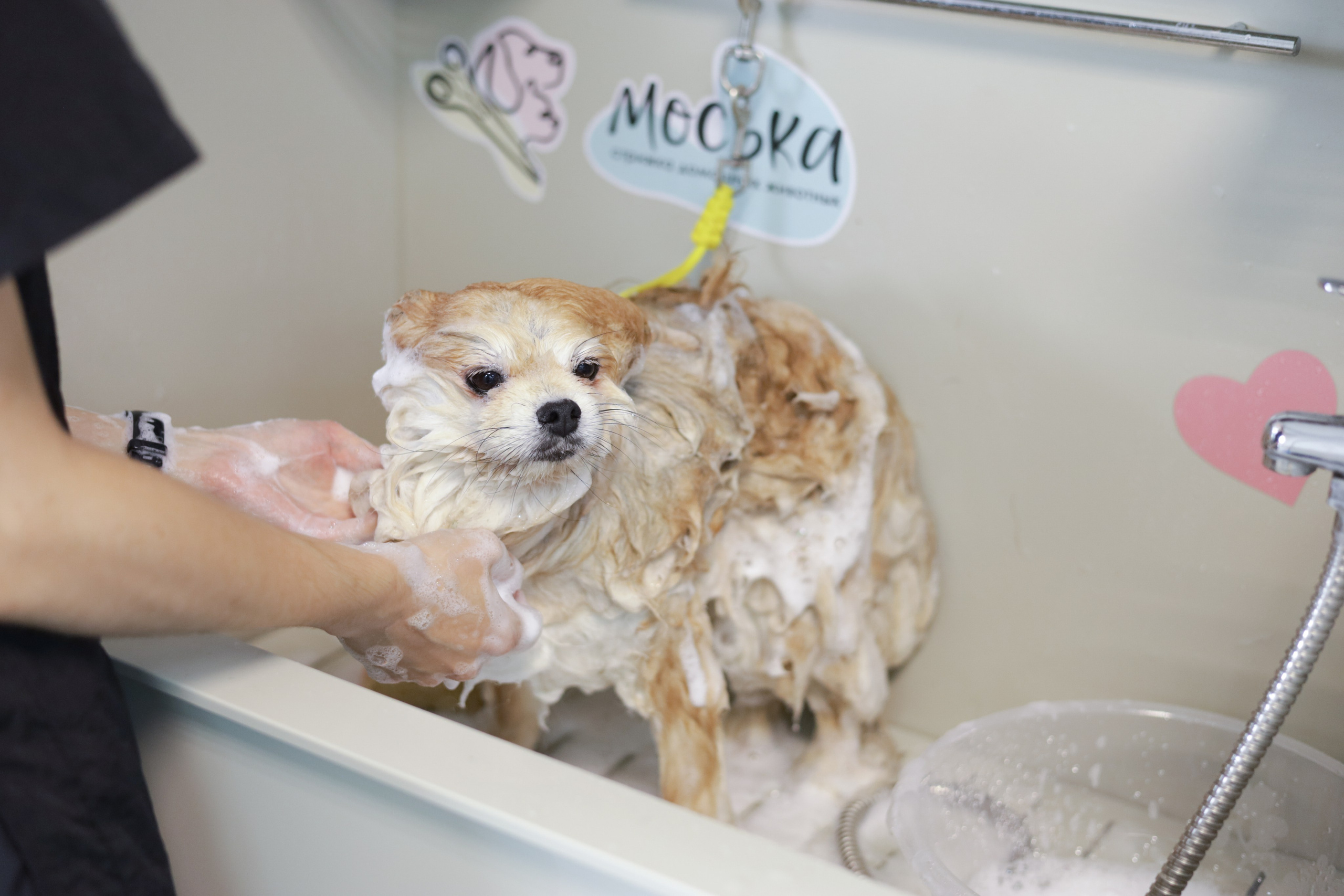 Груминг салон / Моська. Фотограф Мурманск | Нижний Новгород • Анна Хижняк