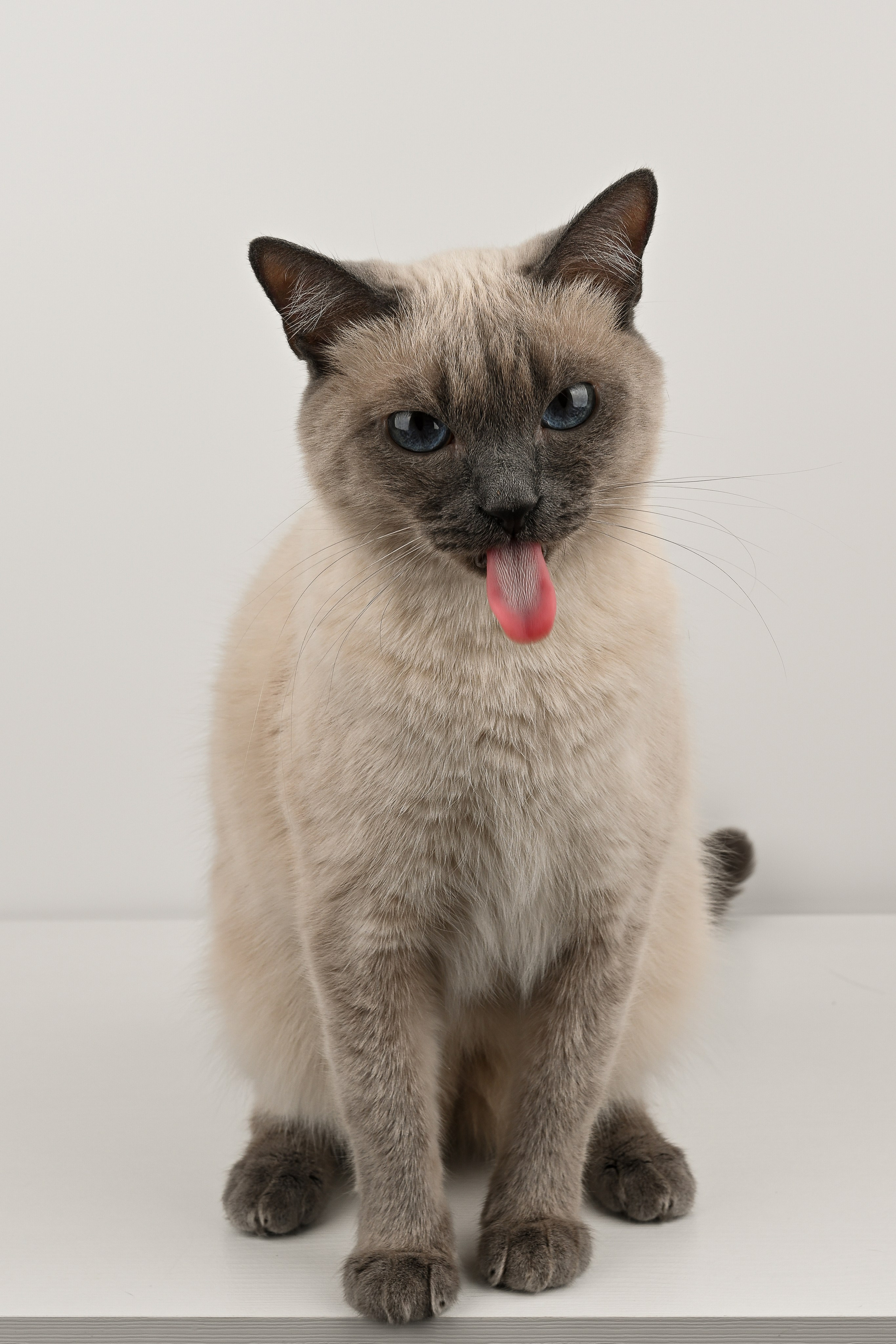 О нешей Снежке. Полина Бамбиза фотограф фотосессии Красноярск фотокниги портрет