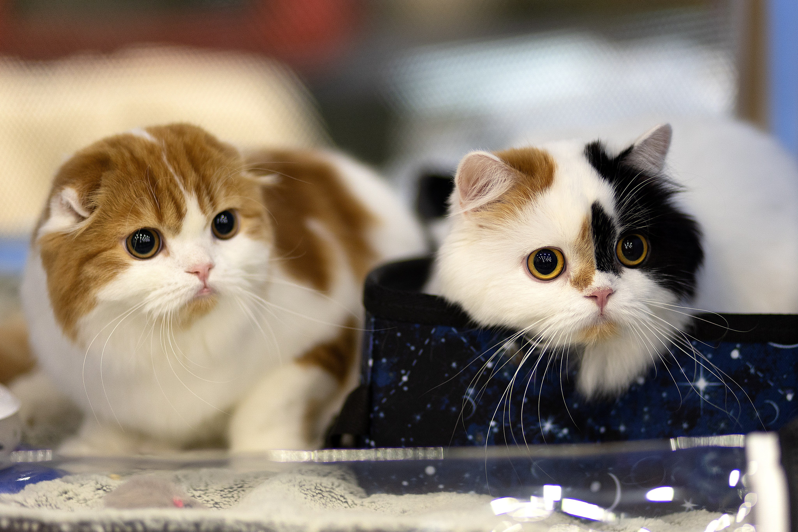 Анималистика