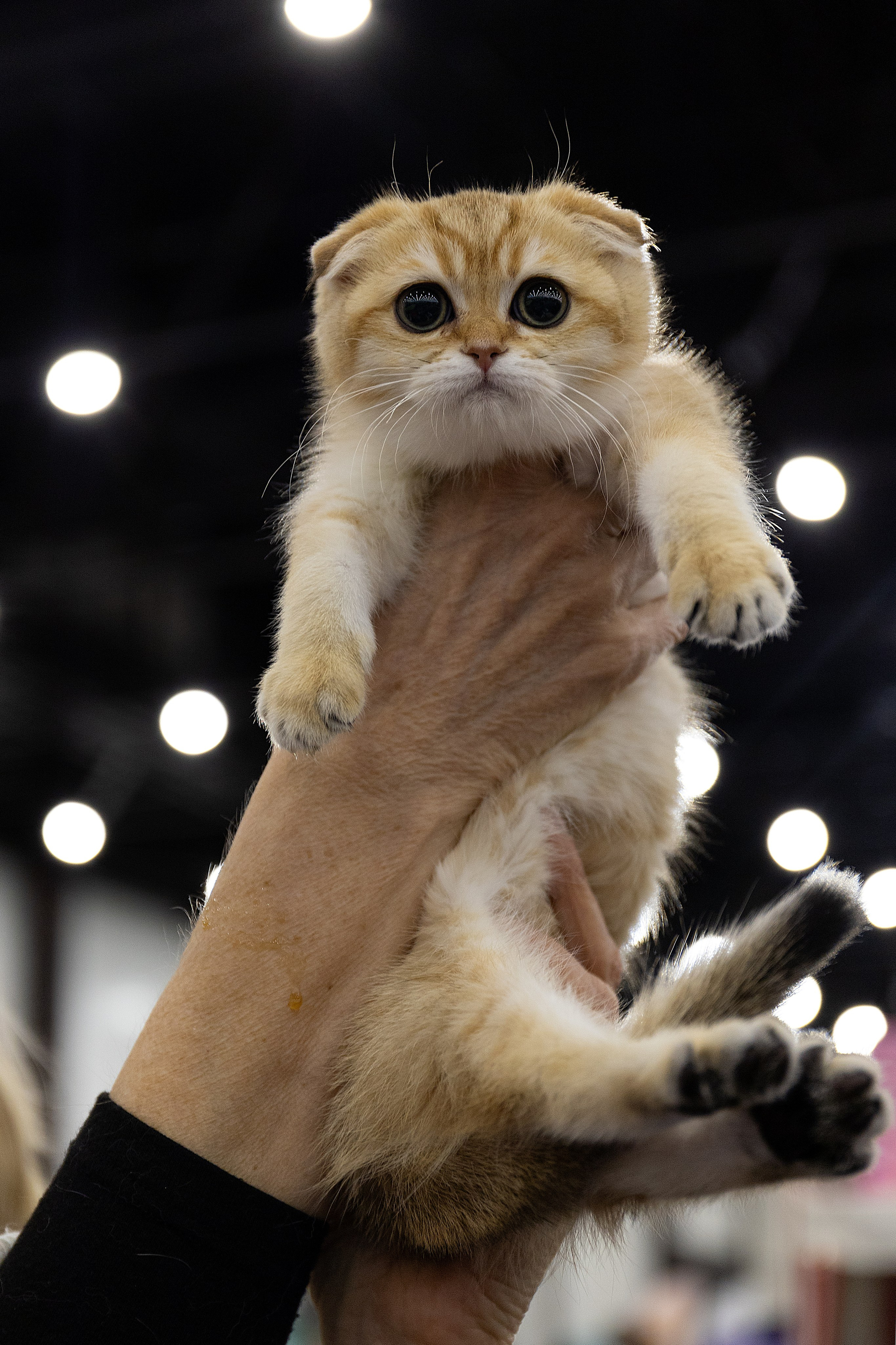 Анималистика