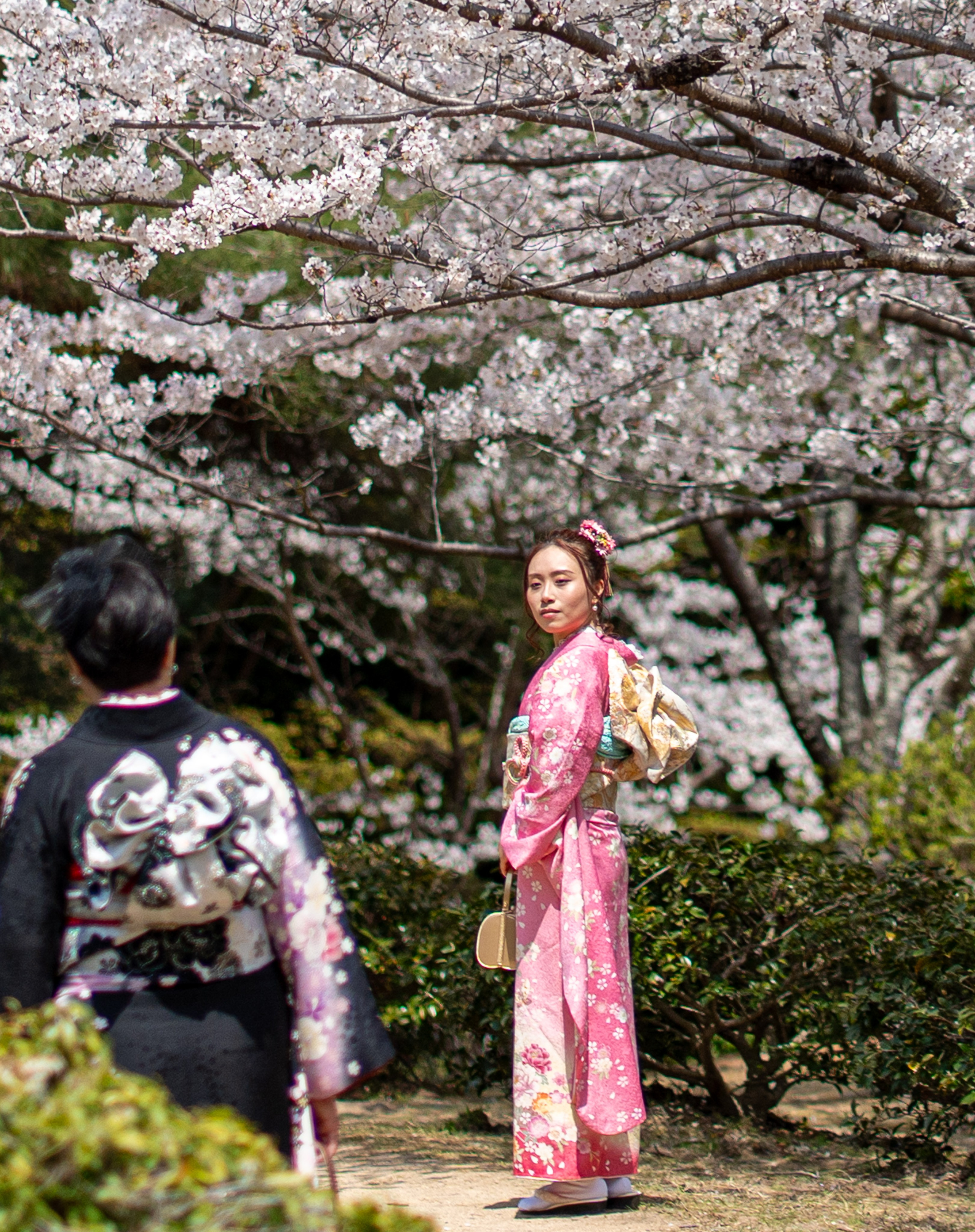 Япония, сакура. Творческие сьемки