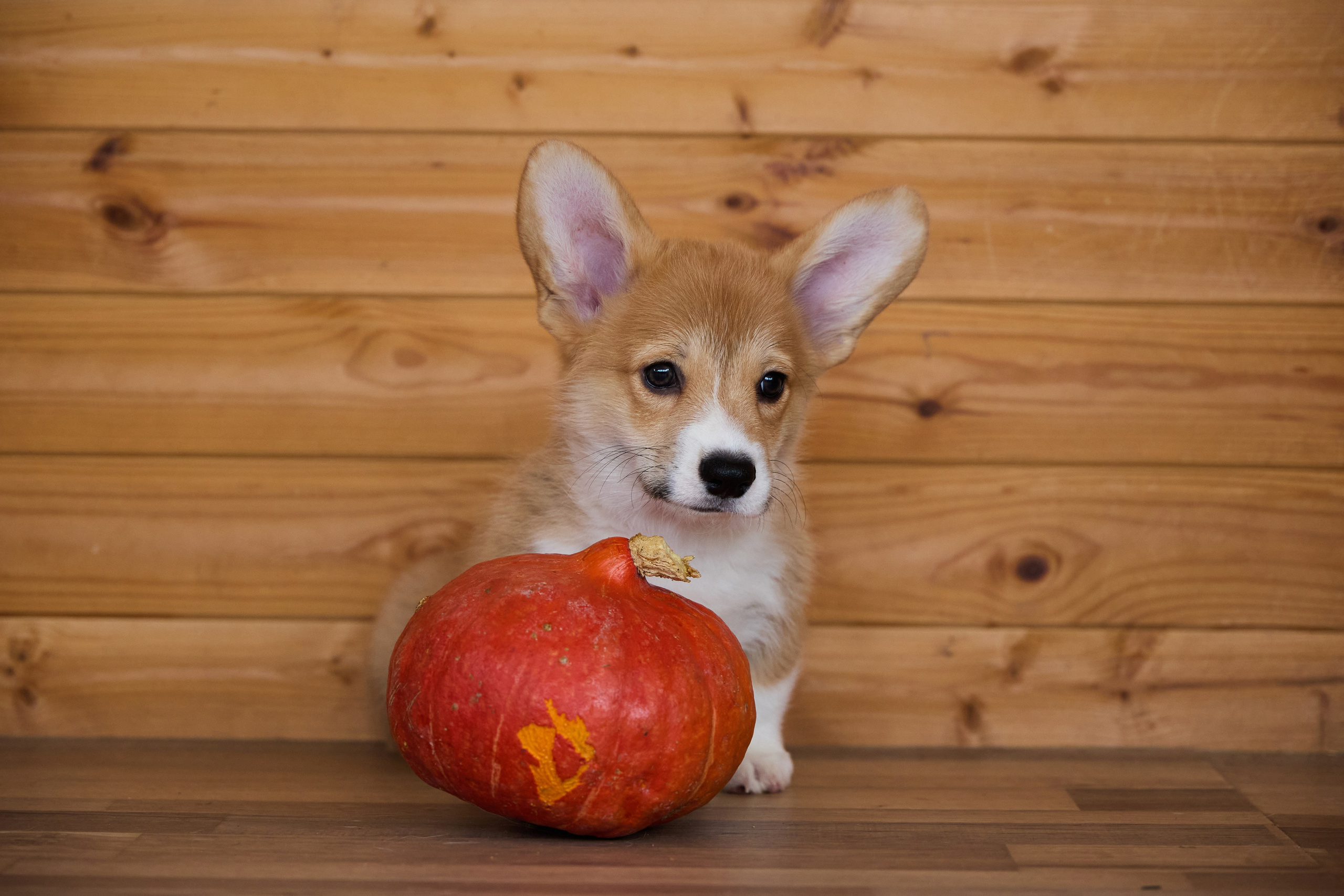 Пиар. Фотограф Ирина Астор