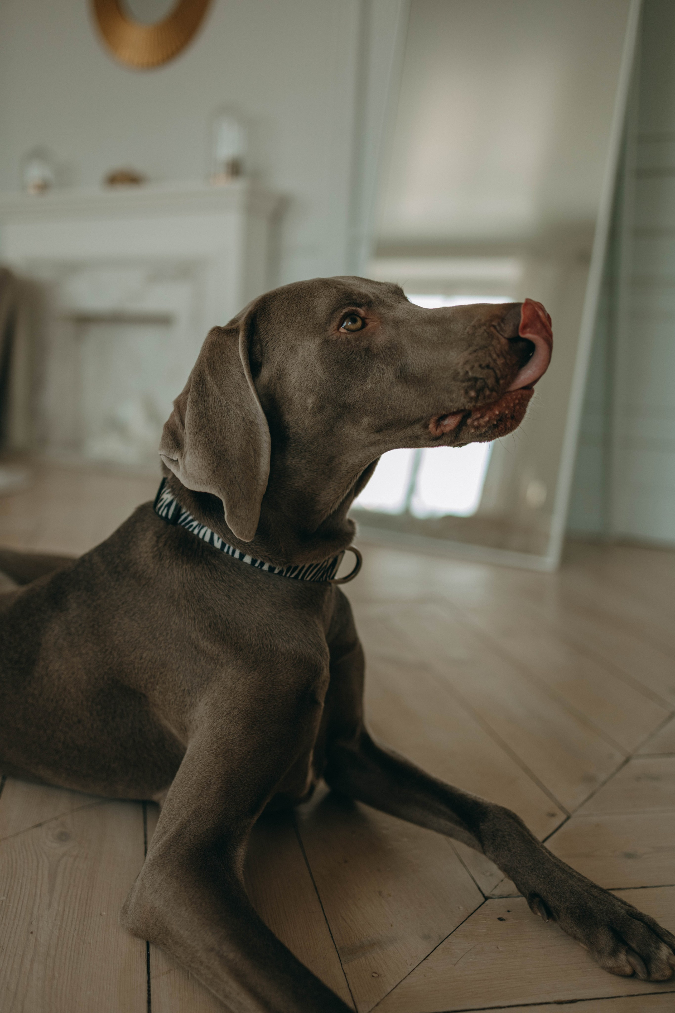 Фотосессия в студии с собакой. Фотограф-анималист в Екатеринбурге | Кристина