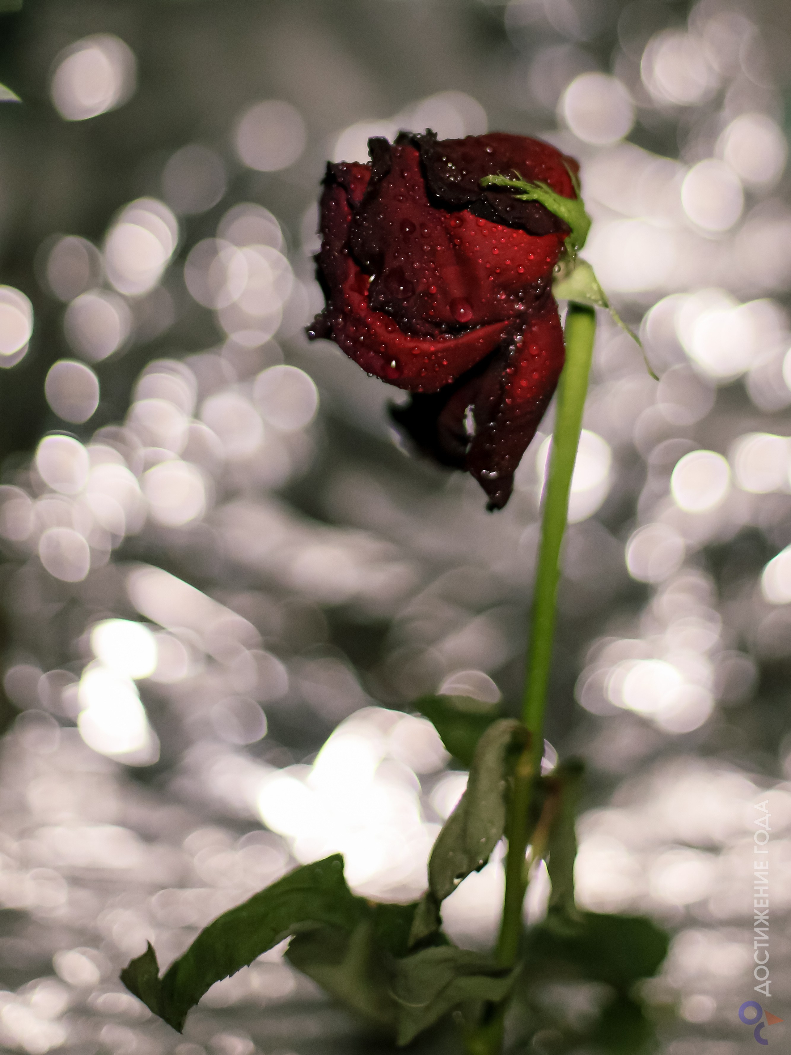 Курс по фотографии