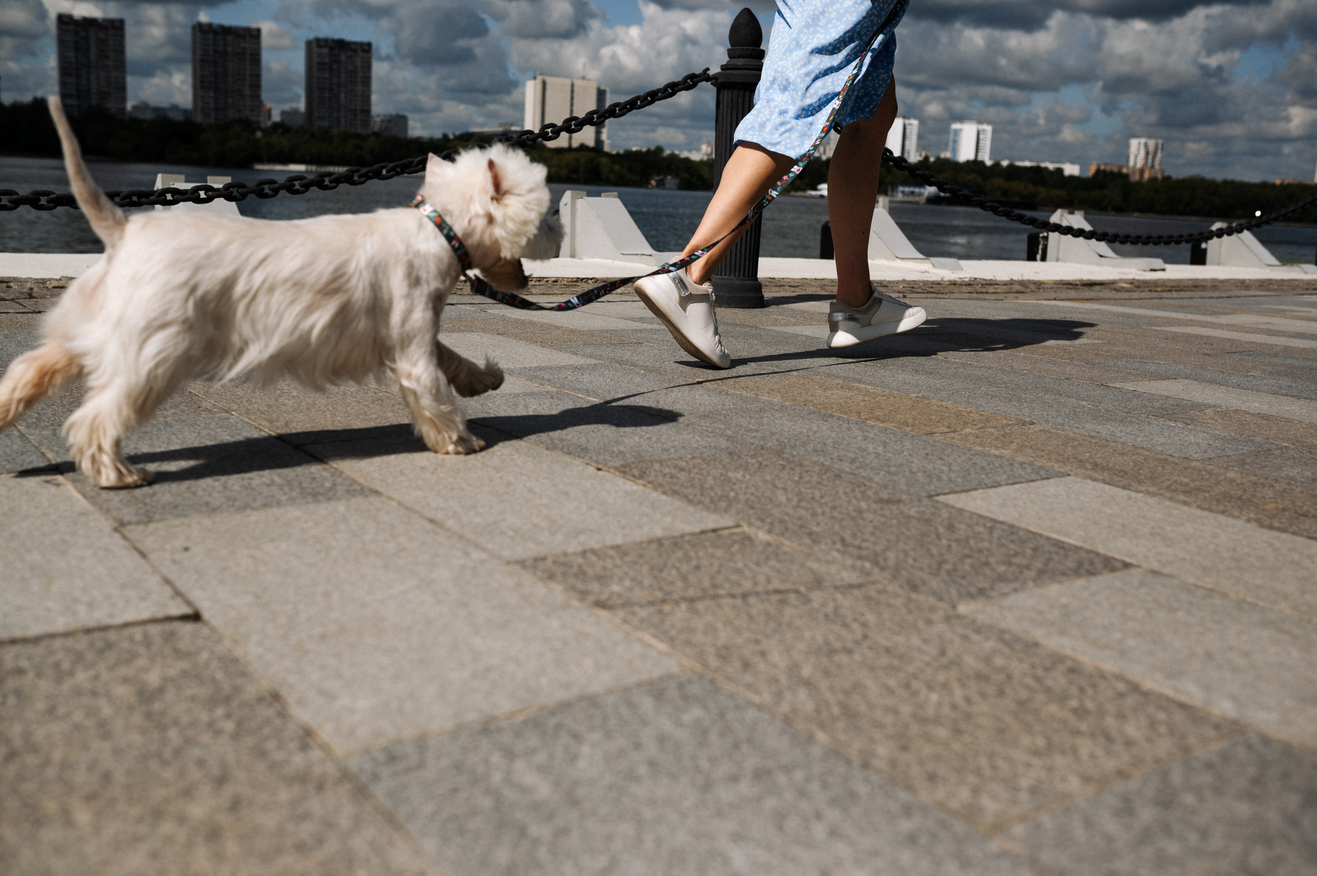 Даша и Вайт. Фотограф анималист в Москве Ольга Агушева