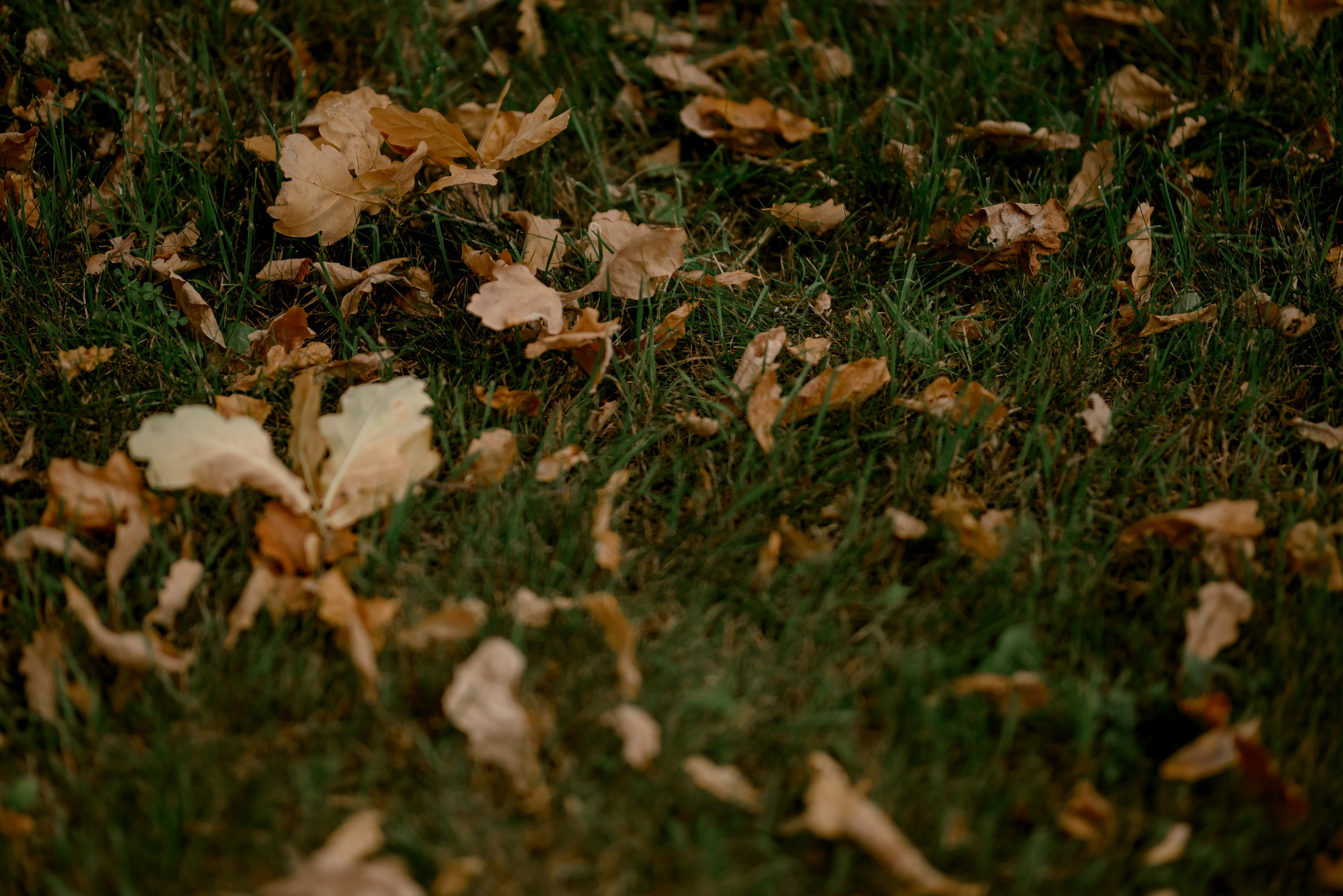 Александр и Арина. Фотограф Анна Абрикосова