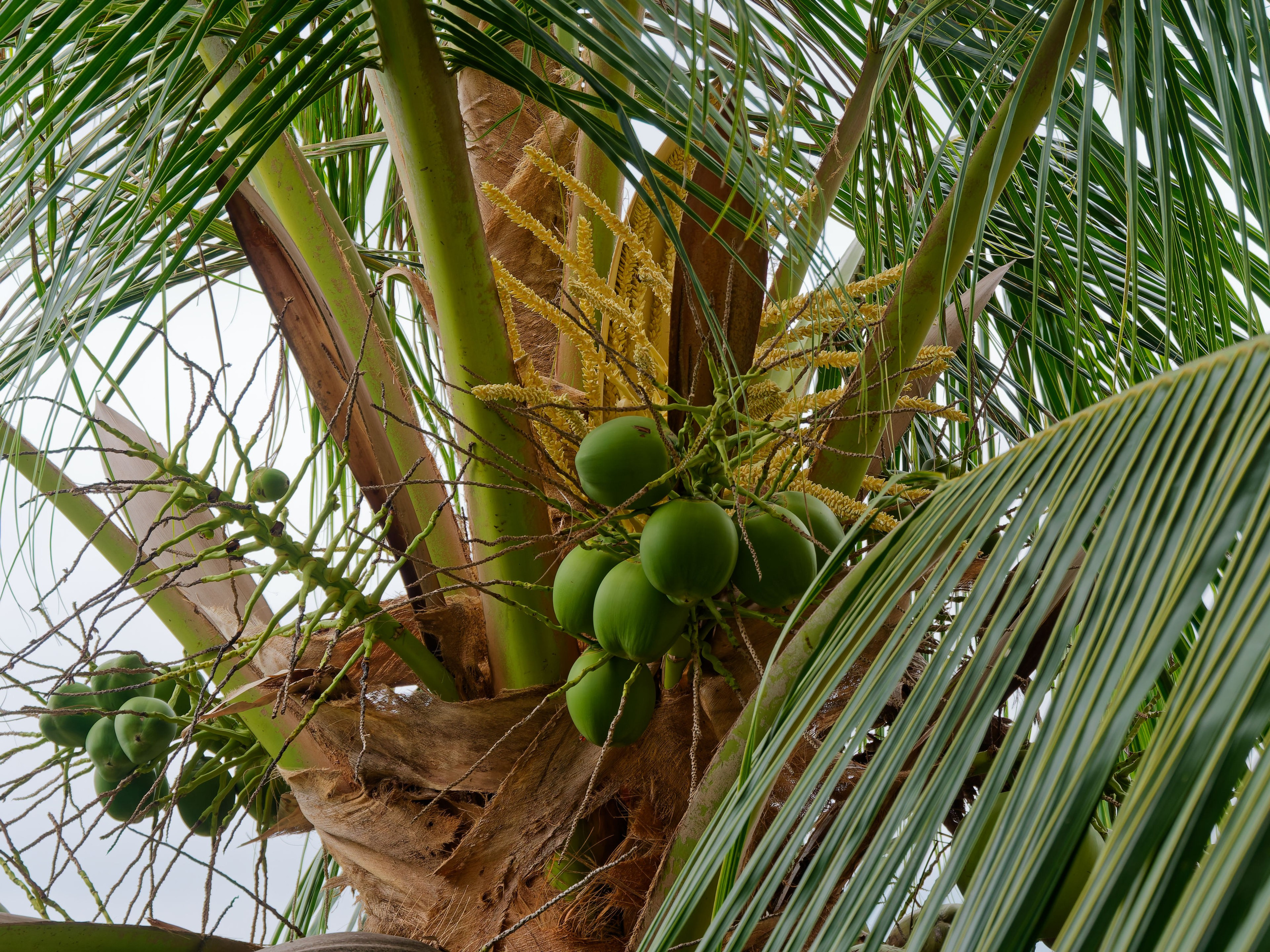 Хайнань 2026, первые впечатления. Фотопрогулки по Миру