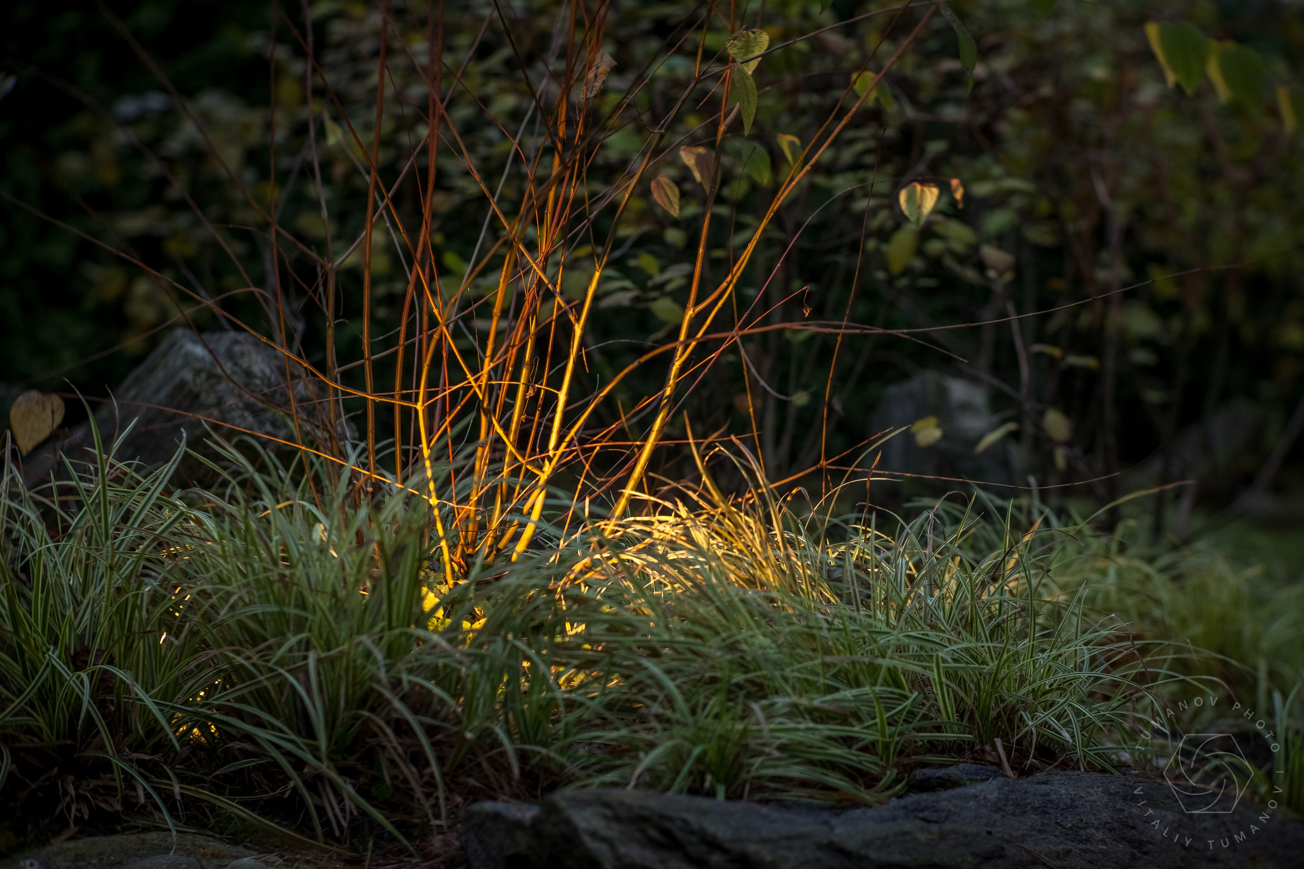 Вечерний сад «Сиреневый туман» (автор: Елена Асташкина). Виталий Туманов — Ландшафтный фотограф