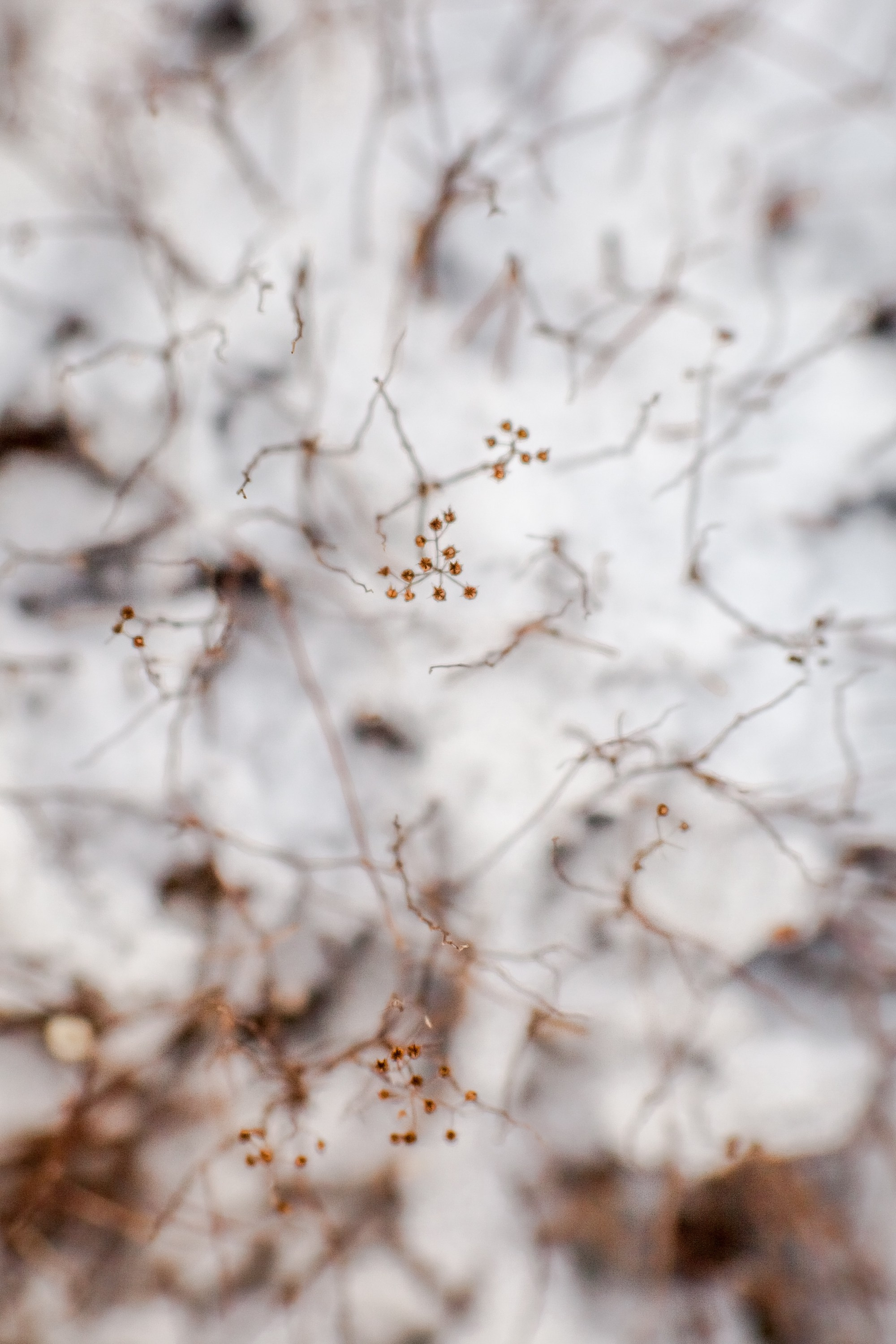 Спящий сад, Елены Асташкиной. Туманов Виталий — фотограф Москва