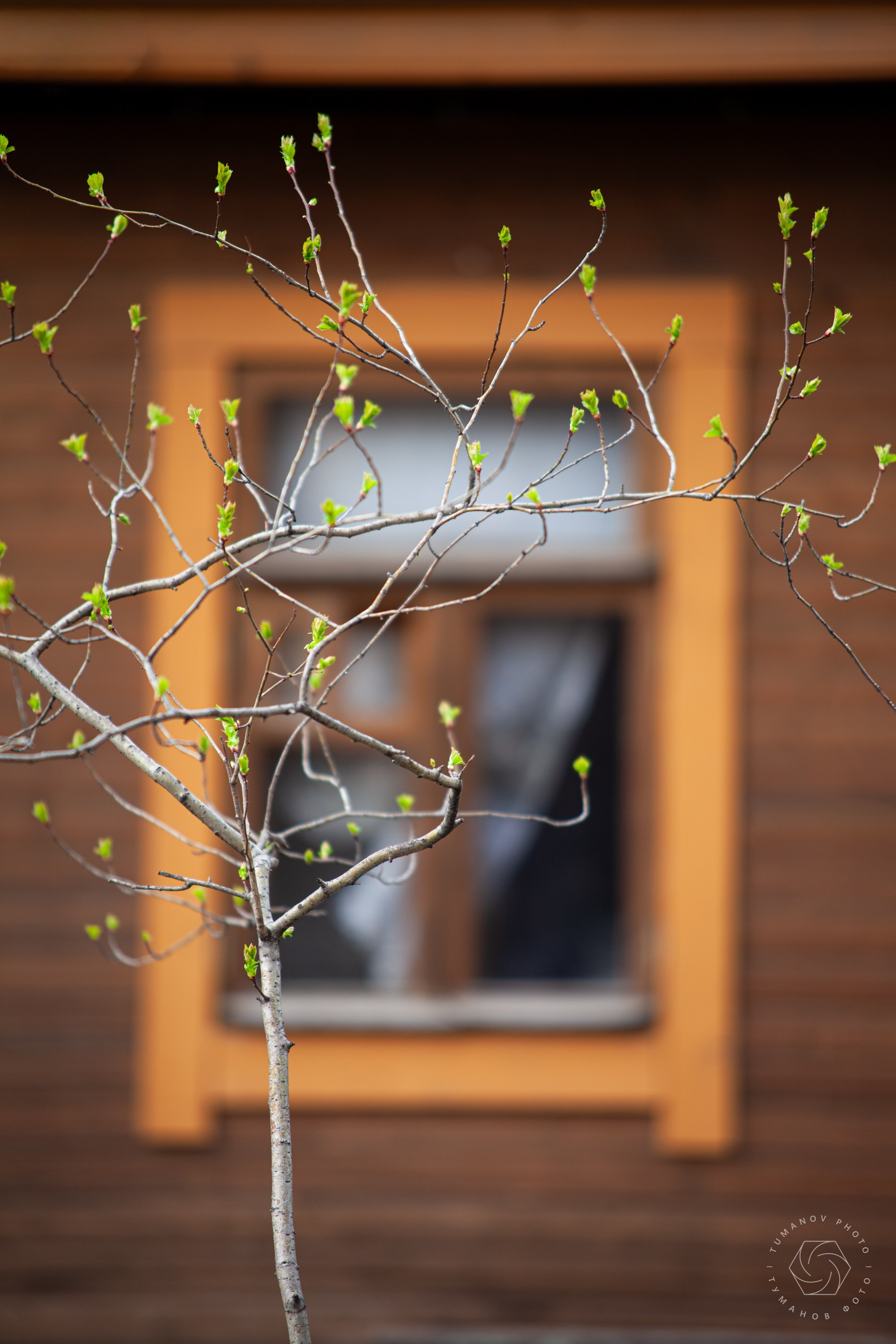 Усадьба Л. Н. Толстого в Хамовниках. Туманов Виталий — фотограф Москва