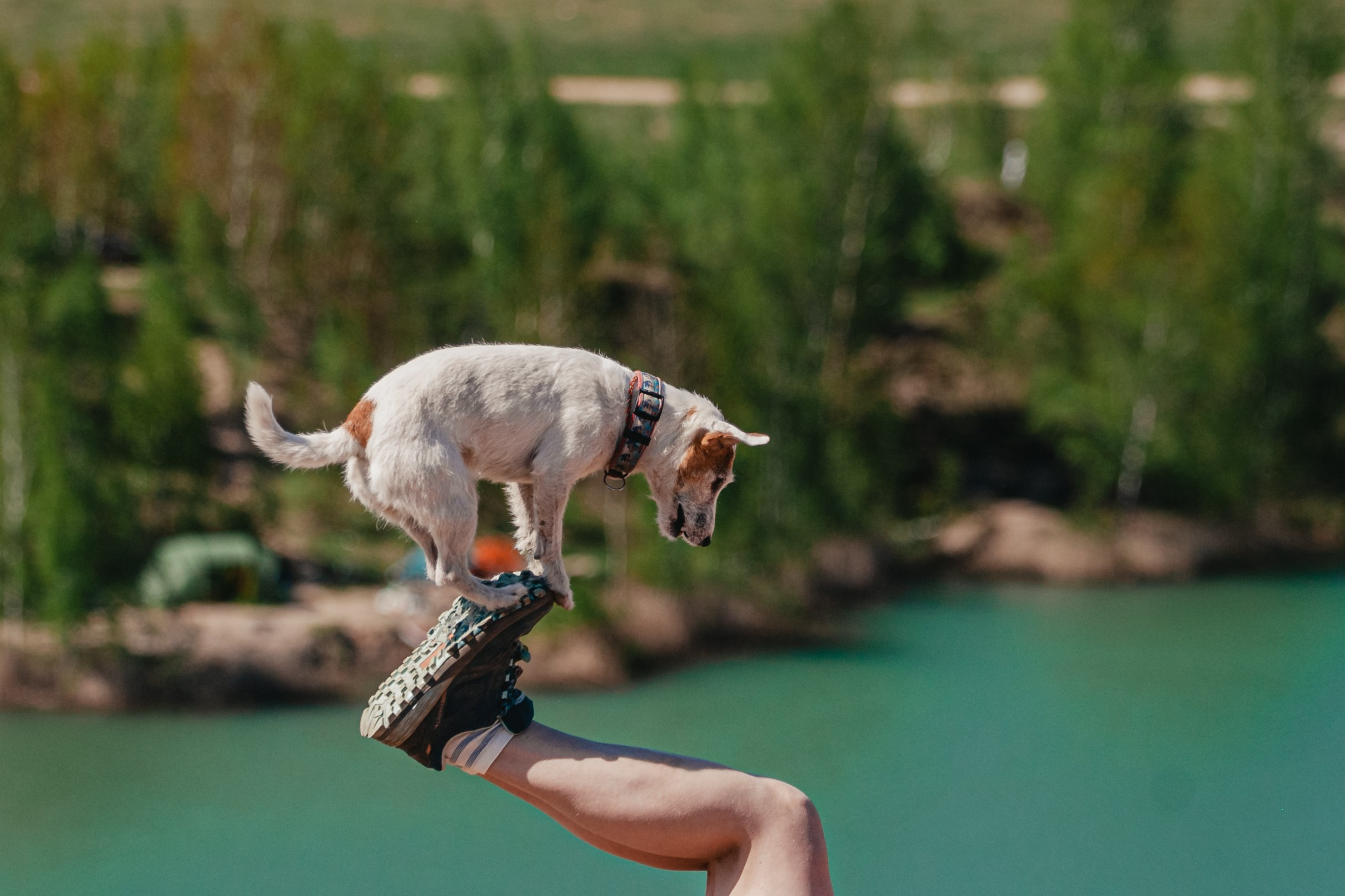 Кондуки. Фотограф-анималист Татьяна Степанова