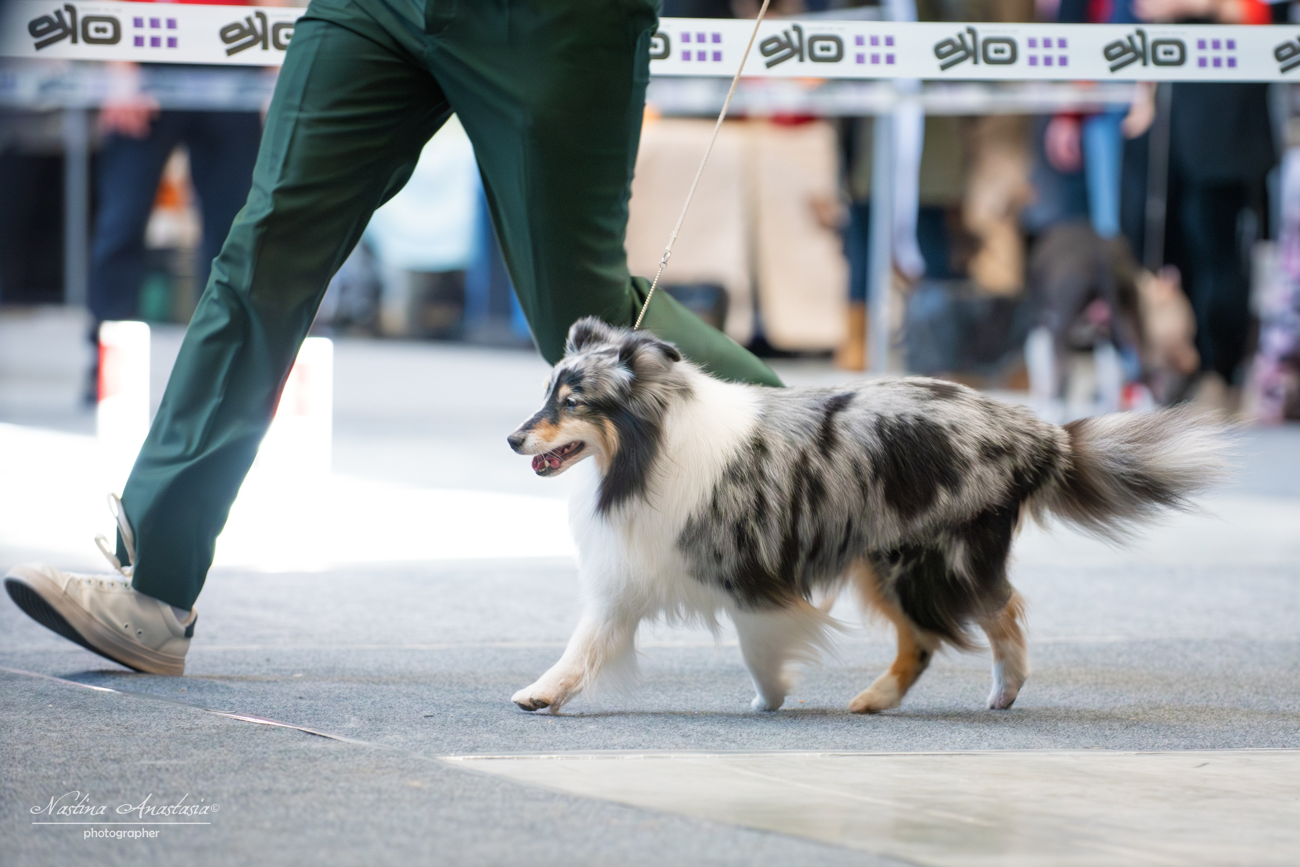 Выставки. Фотограф — Анималист