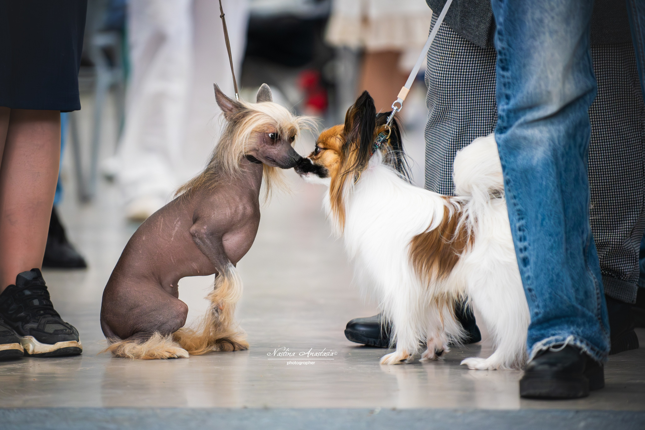 Выставки. Фотограф — Анималист