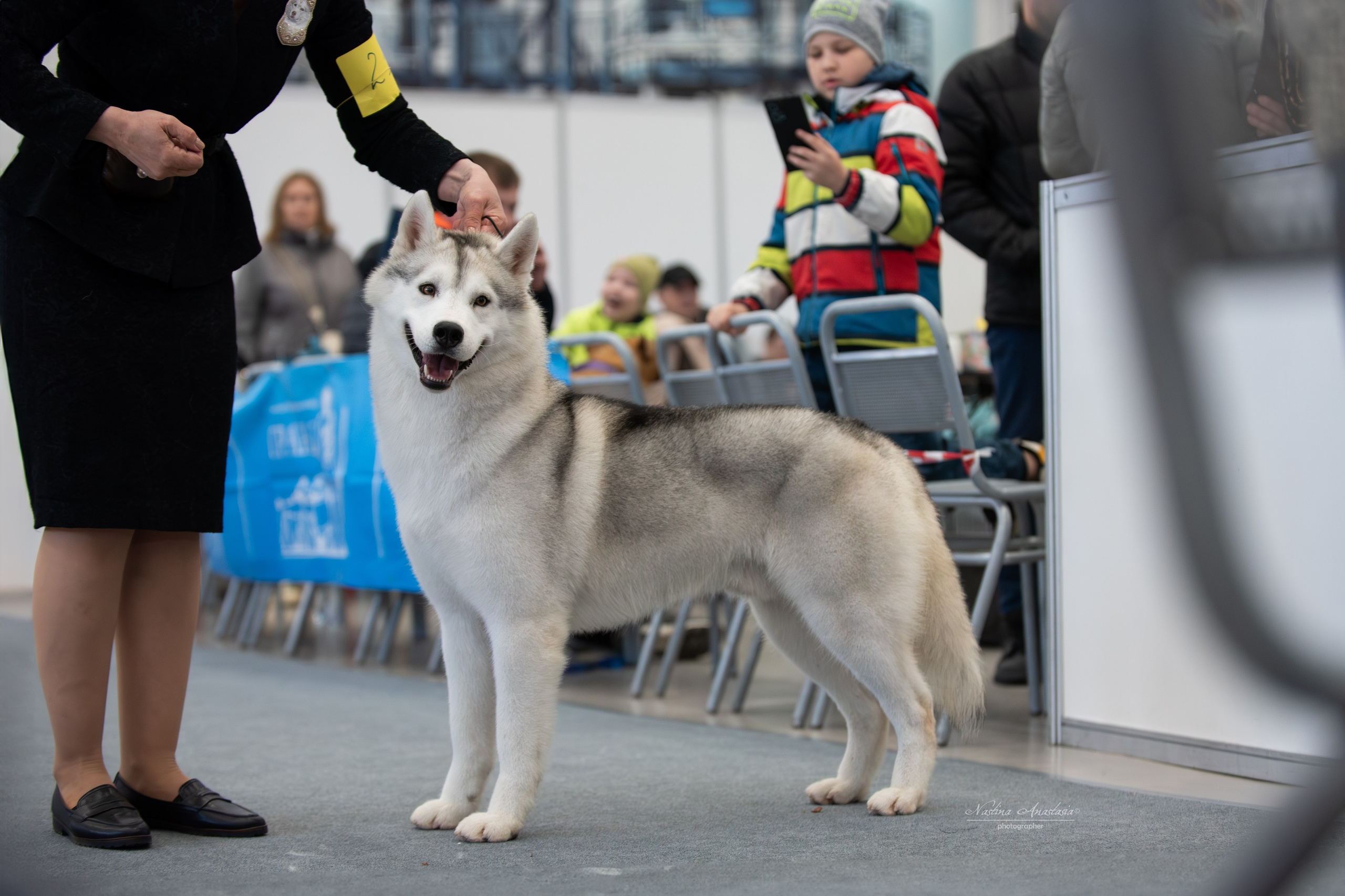 Выставки. Фотограф — Анималист