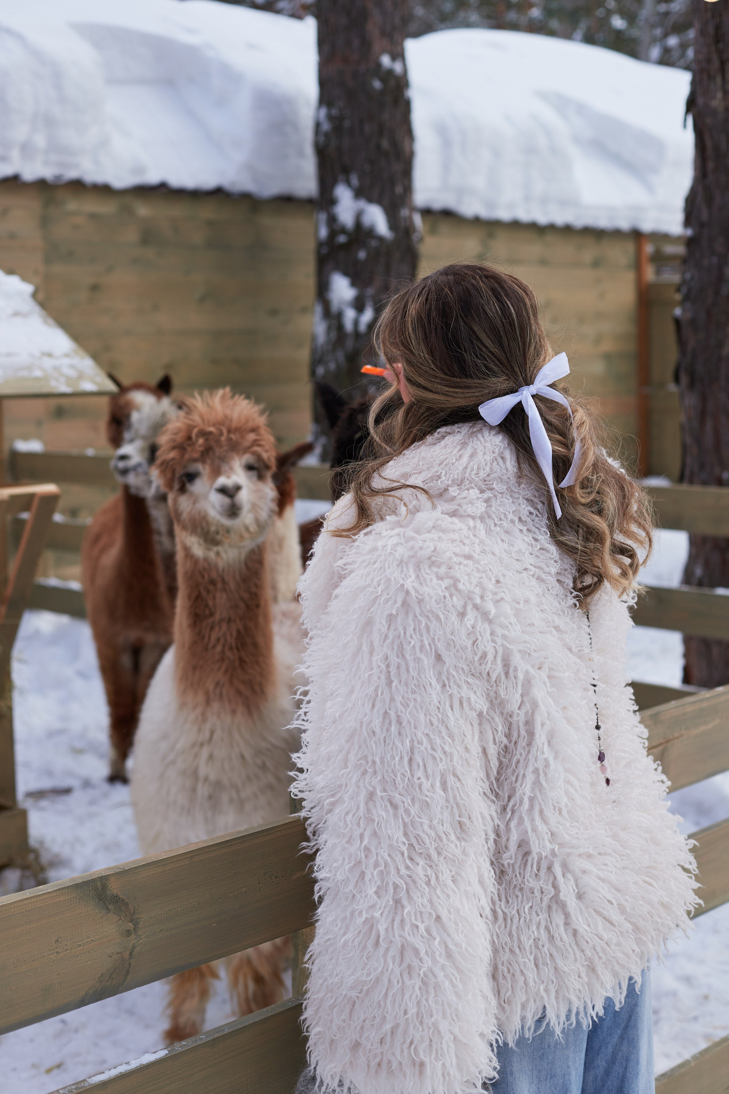Альпака парк «Симба». Профессиональный фотограф Лилия Галеева