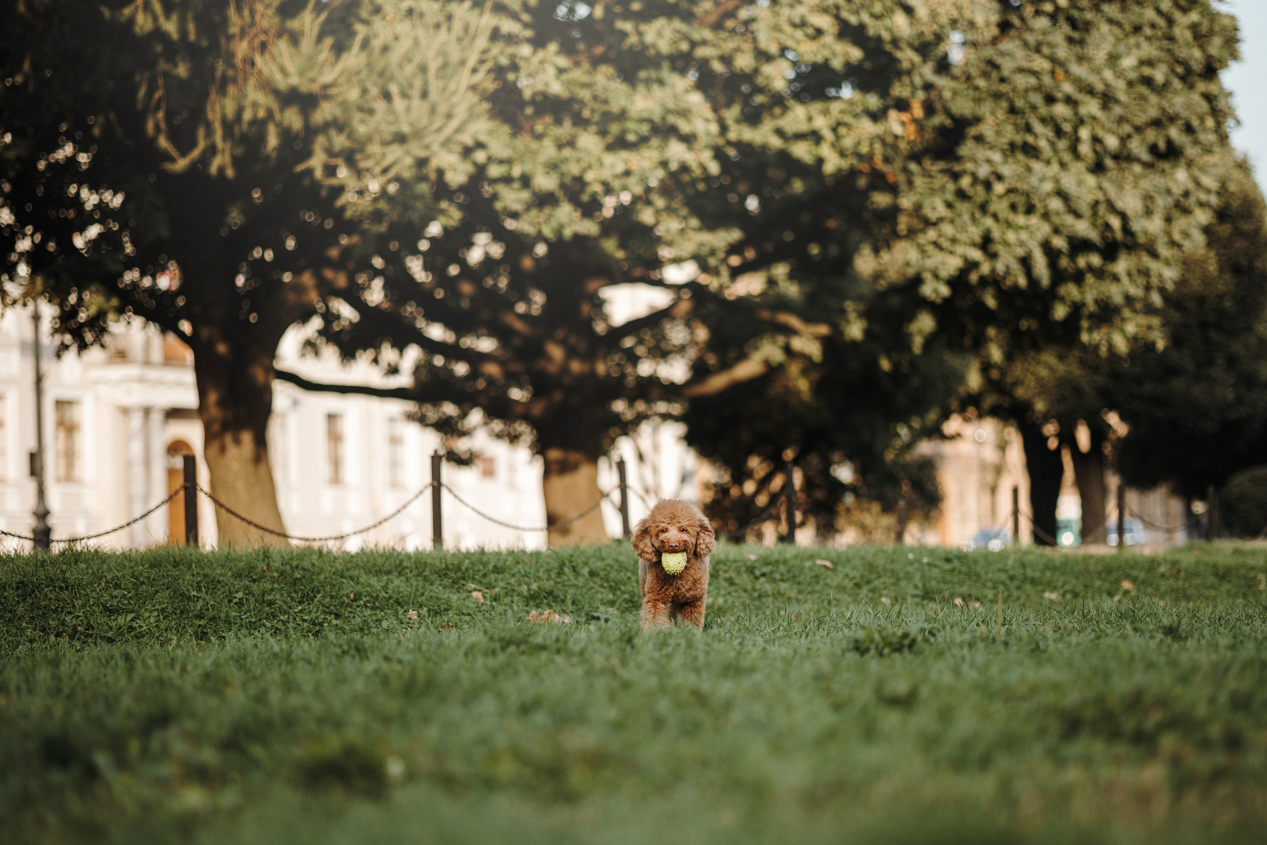 Барни и его семья. Фотограф — Анималист | Санкт-Петербург