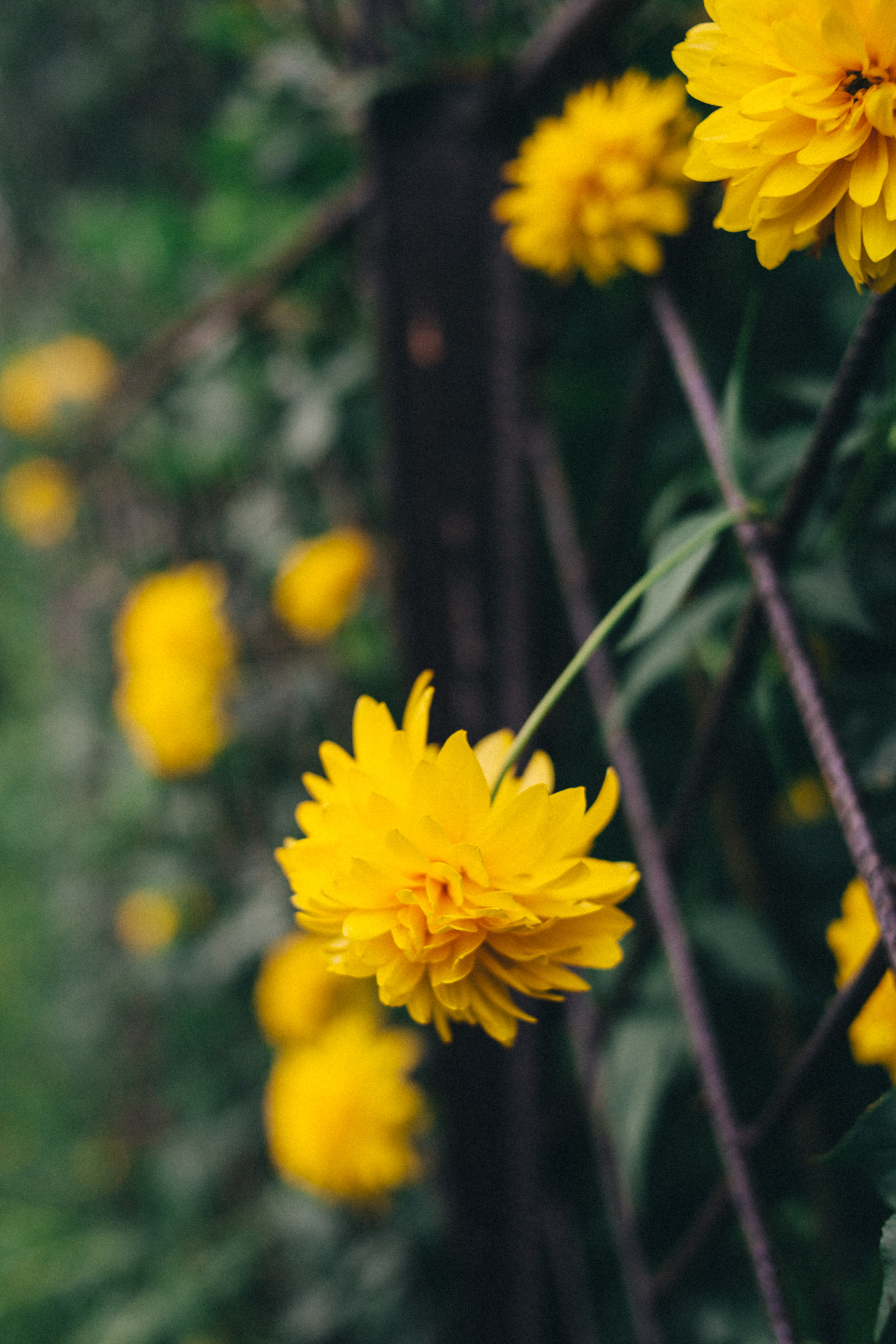 Garden sketches, 2018. Photographer in Serbia Azaliia Fomina
