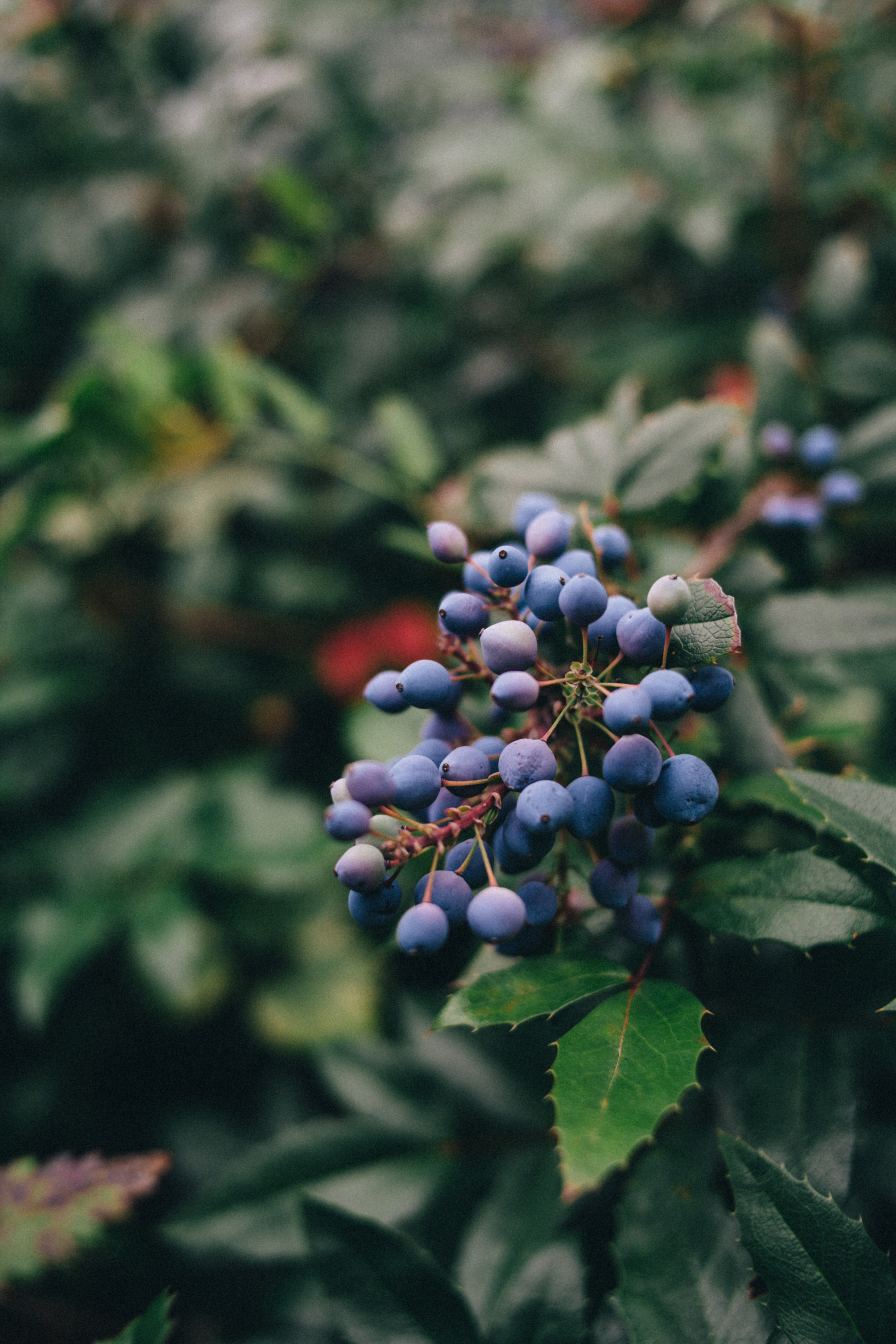 Garden sketches, 2018. Photographer in Serbia Azaliia Fomina