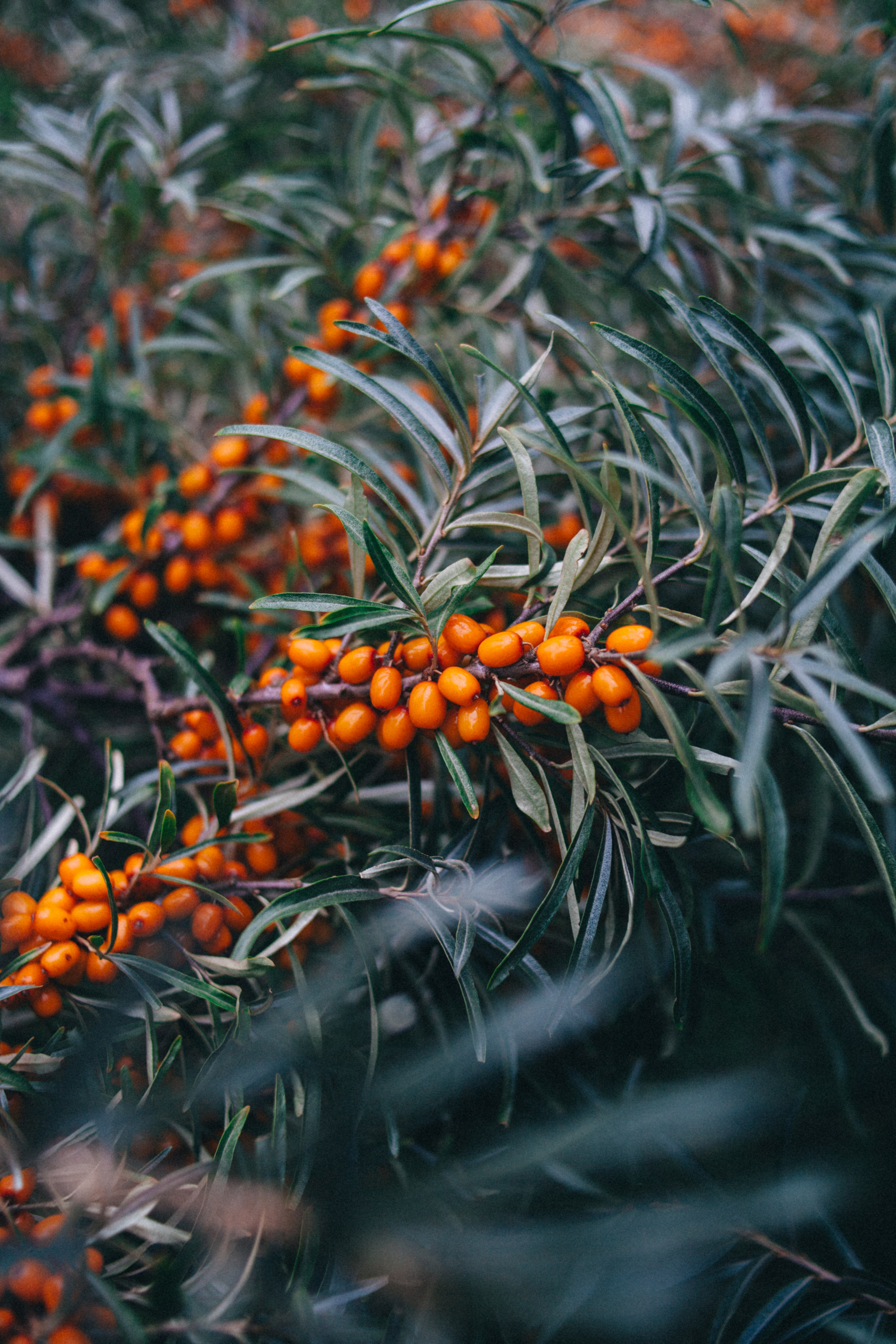 Garden sketches, 2018. Photographer in Serbia Azaliia Fomina
