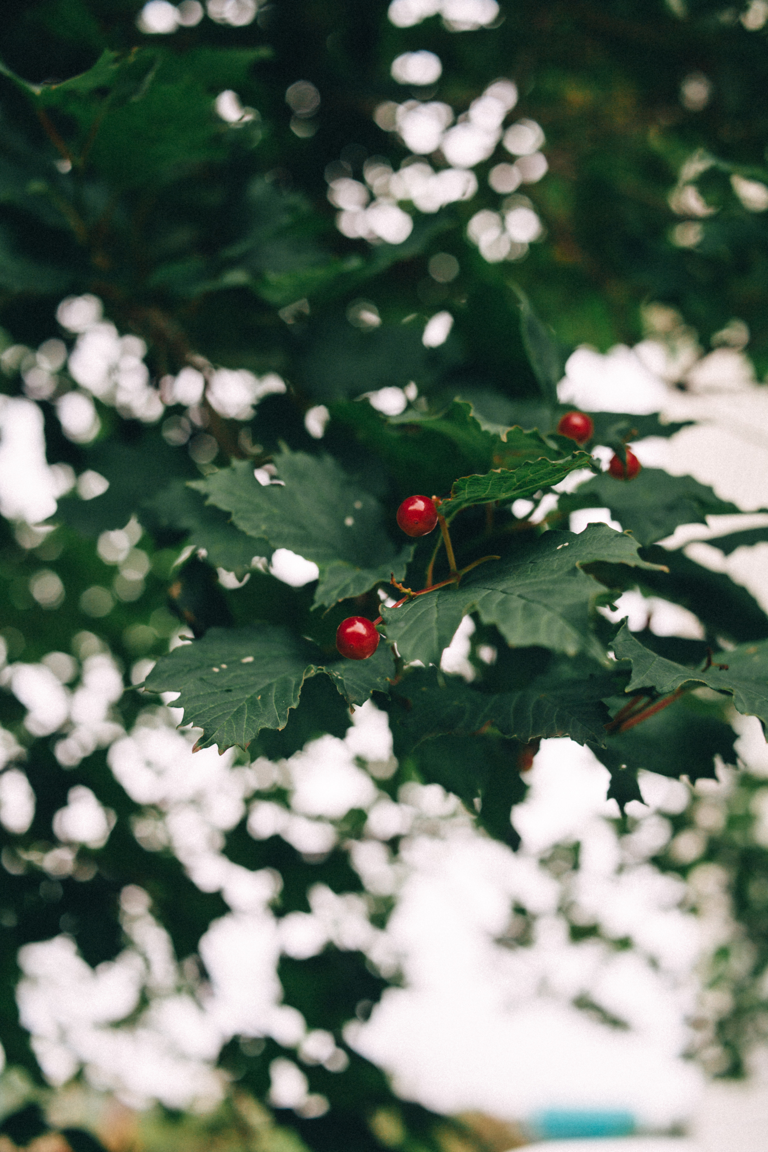 Garden sketches, 2018. Photographer in Serbia Azaliia Fomina