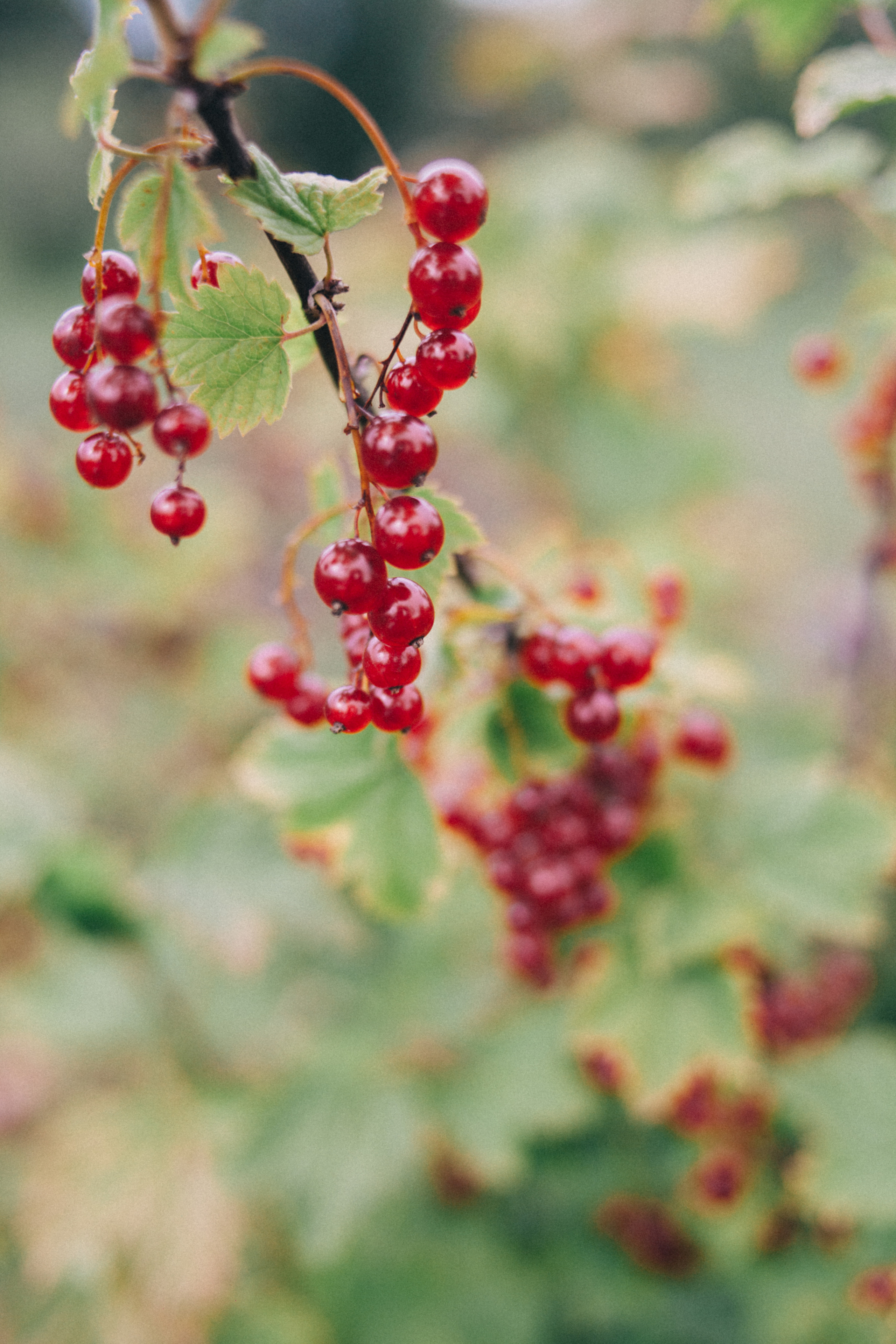 Garden sketches, 2018. Photographer in Serbia Azaliia Fomina
