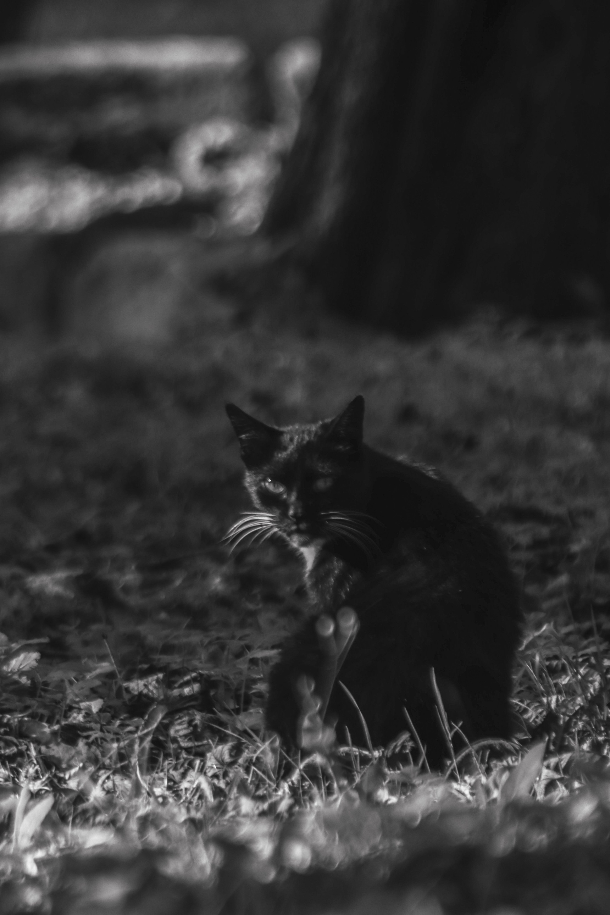 Ч \ Б. — Digital Noise —