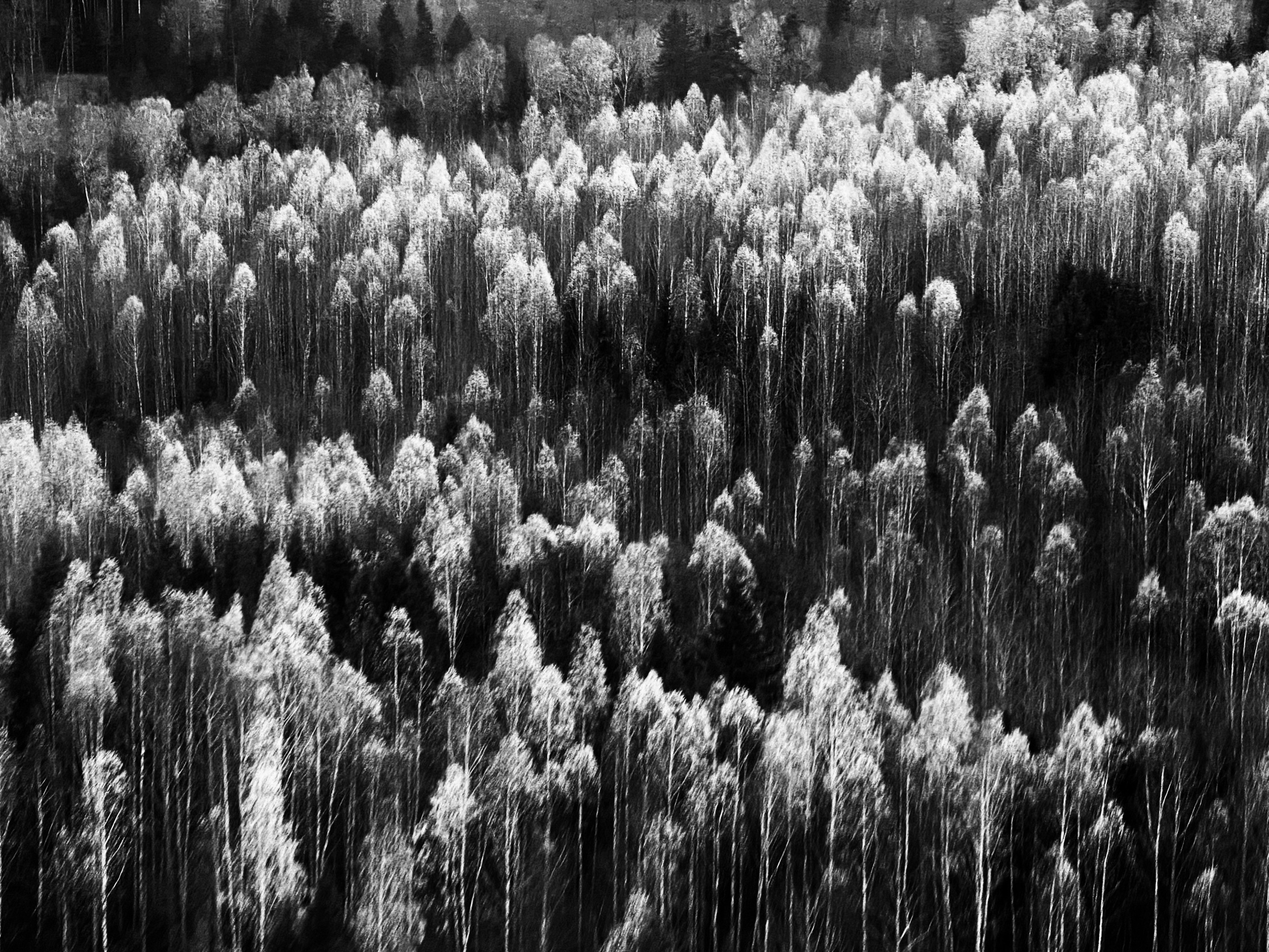 Работы с телефона. Свадебный фотограф в Москве Сафонова Анна