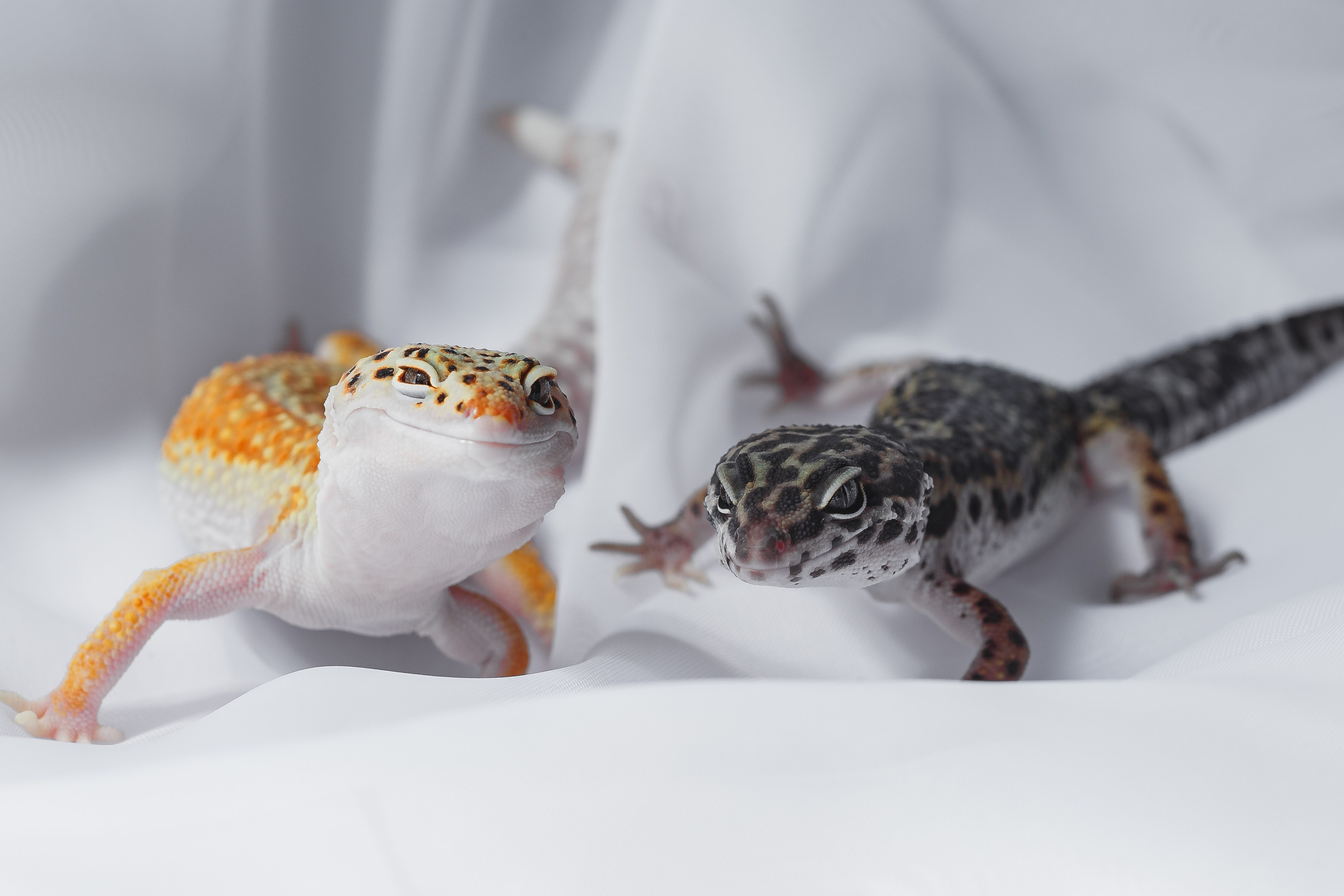 Собаки, кошки и др. животные. Семейный фотограф в Екатеринбурге