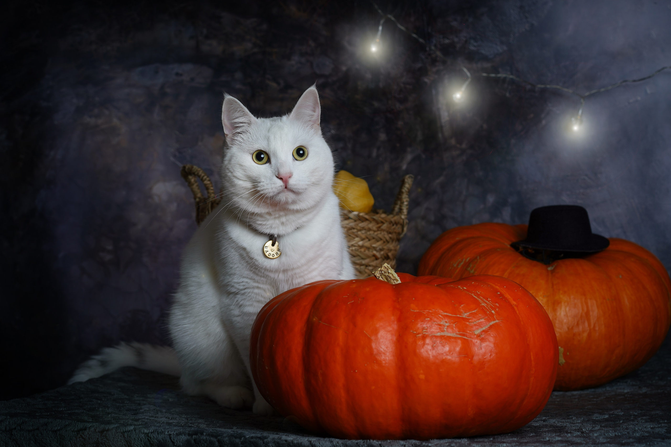 Маффин и Хэллоуин. Фотограф-анималист в Санкт-Петербурге Яна Мартынова